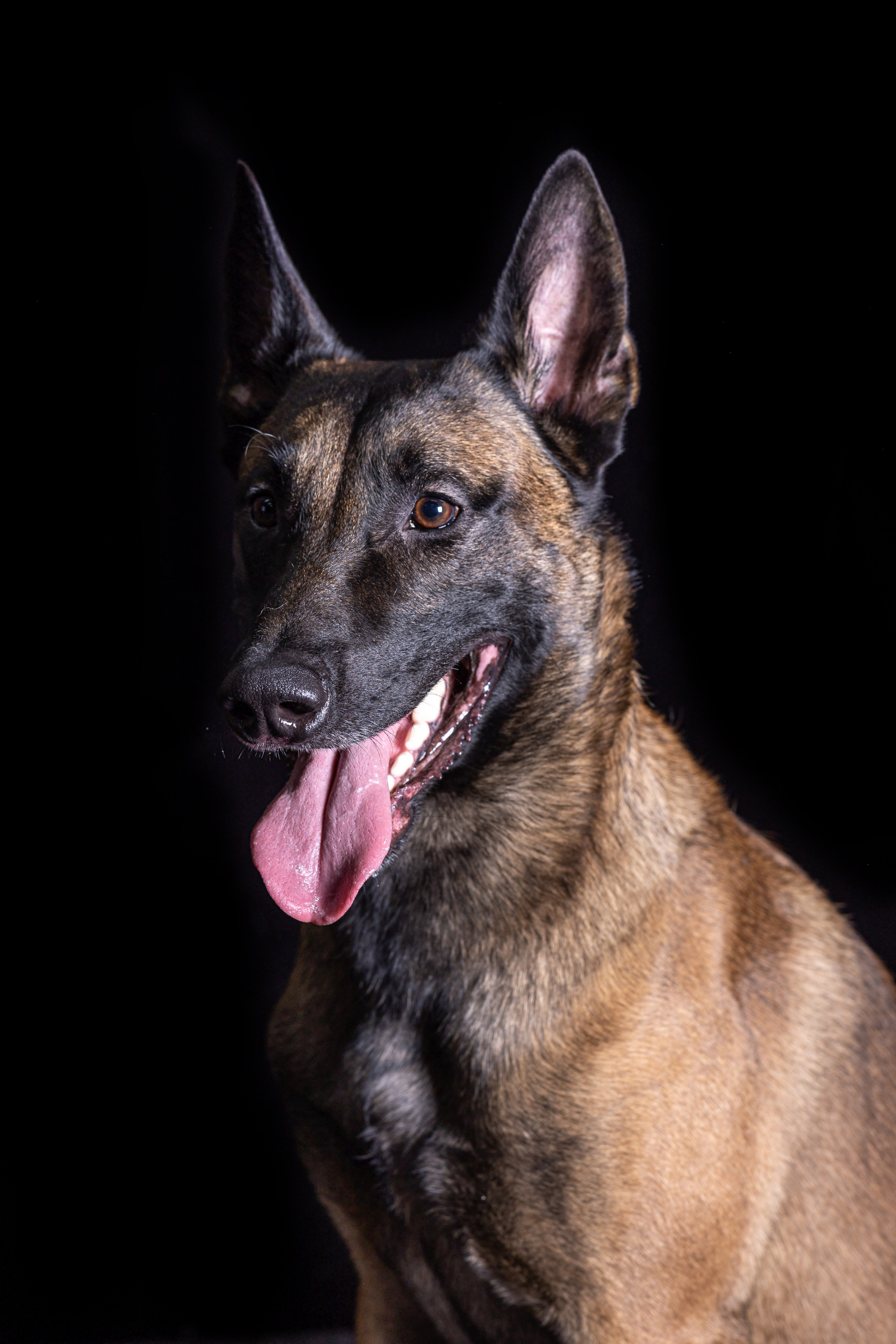 НА ЧЕРНОМ. Борис Артамонов фотограф — анималист. Москва