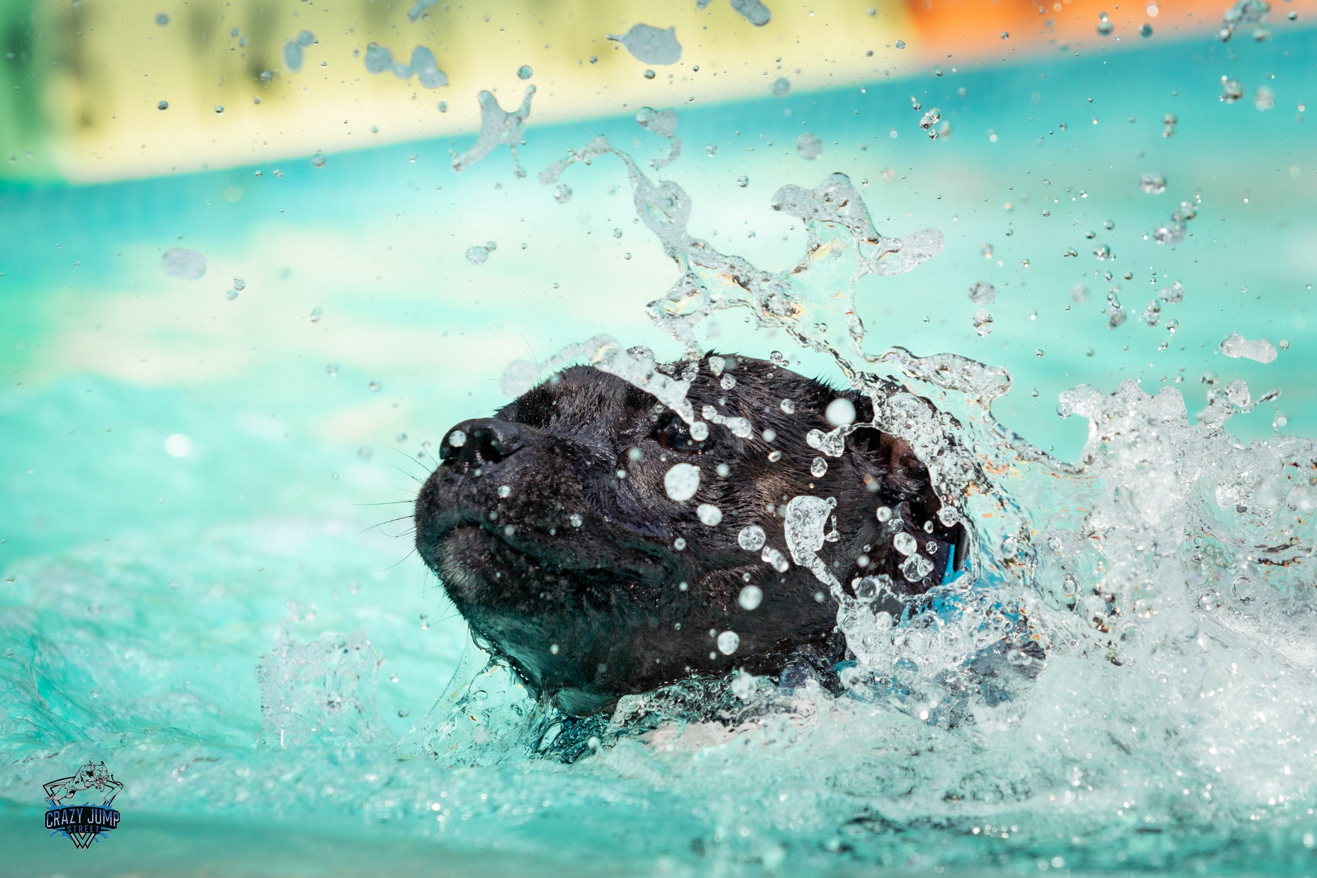 Собаки, спорт, Док дайвинг. Свадебный и репортажный фотограф в Москве и Московской области