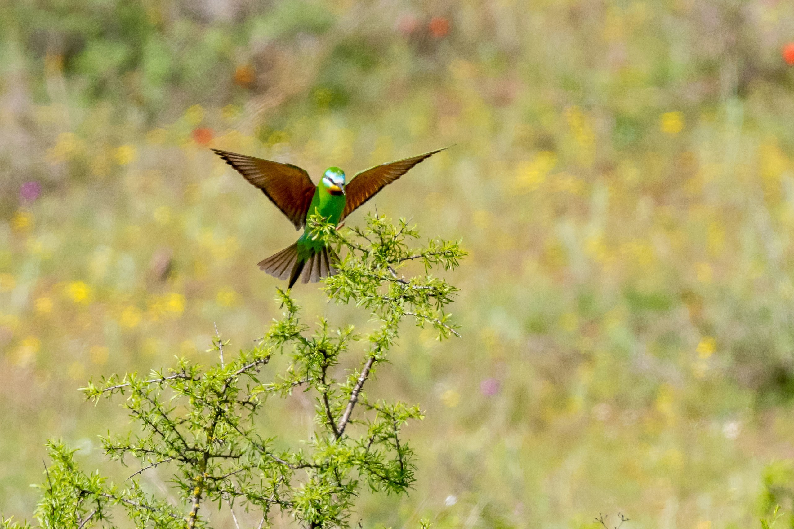Пейзажный фотограф, Фотографии дикой природы. Foto-Zuev фотография как искусство