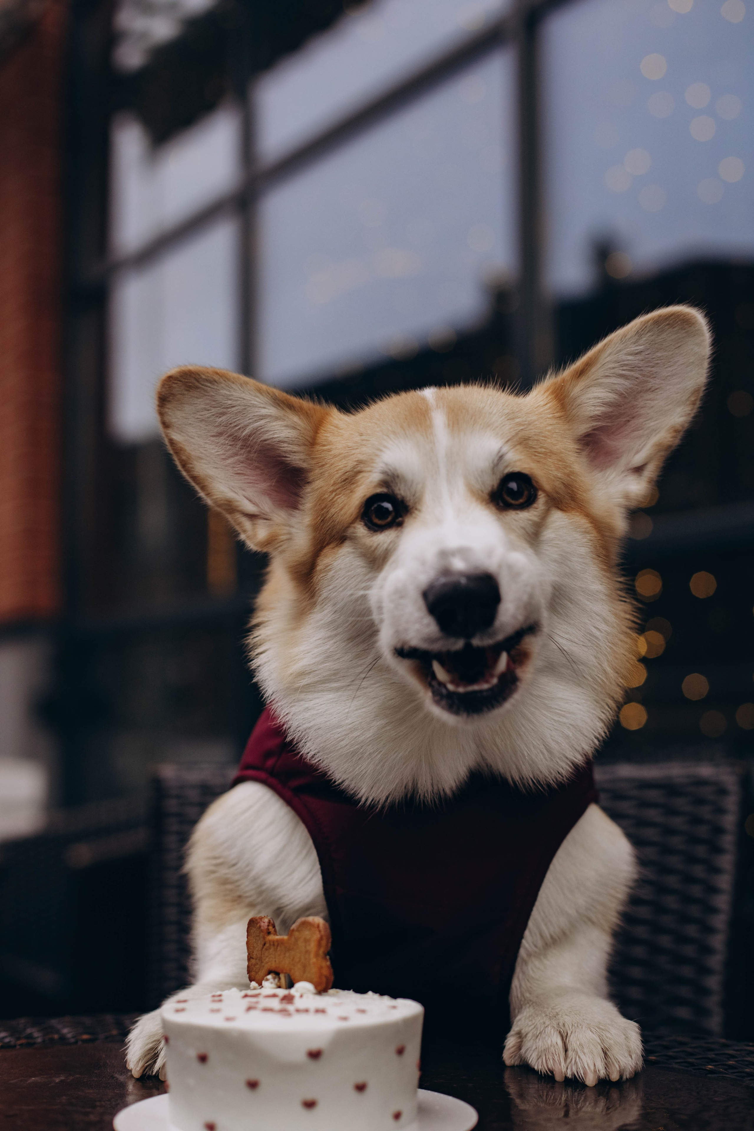 Ксюша и Коржик. Семейный фотограф Москва Ирина Малышева