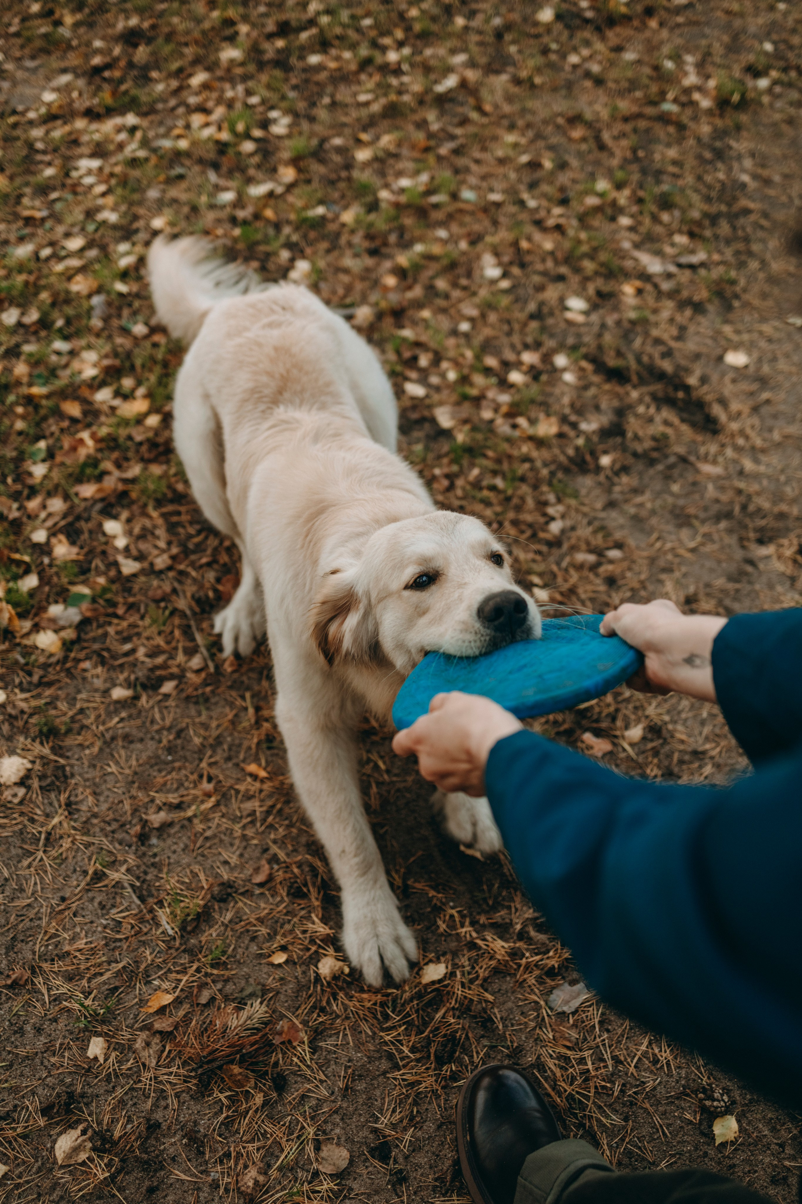 Прогулка Насти с Арчи и Арагоном. Фотограф-анималист в Санкт-Петеребурге Титова Алиса