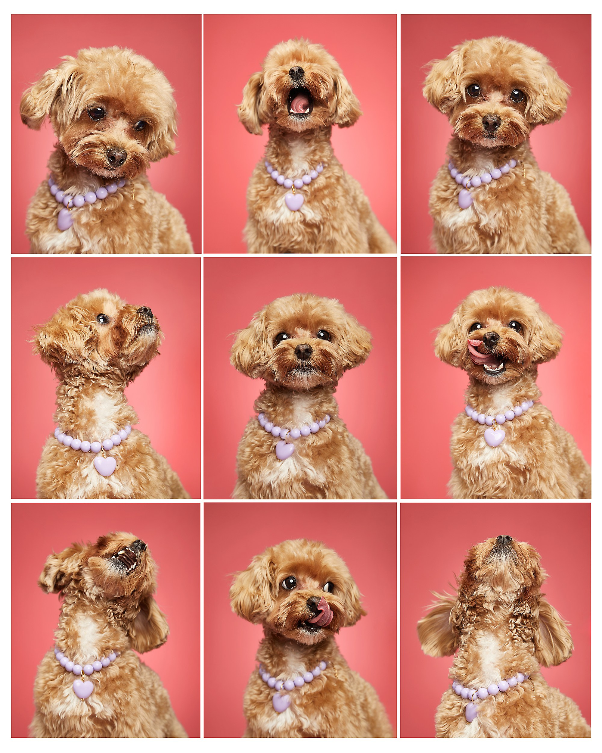 Pets Photography / Фотограф Собак