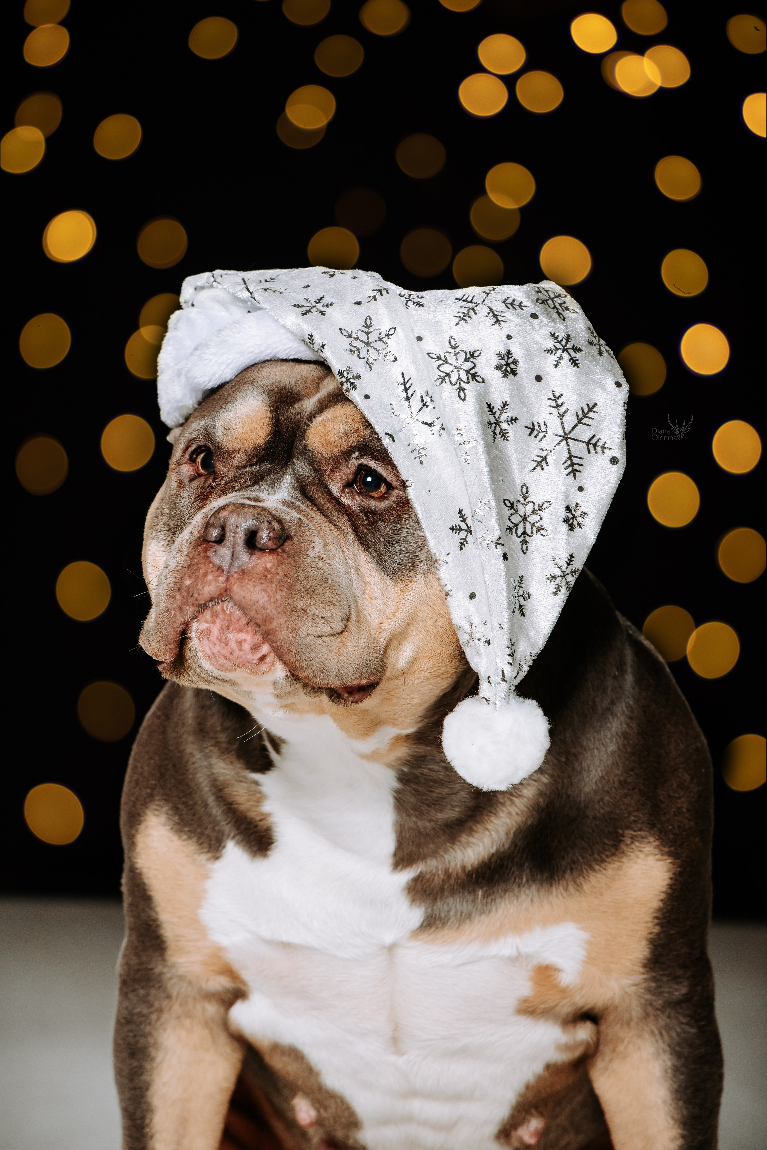 Собаки фоны. Фотограф Диана Оленина Красноярск / Братск