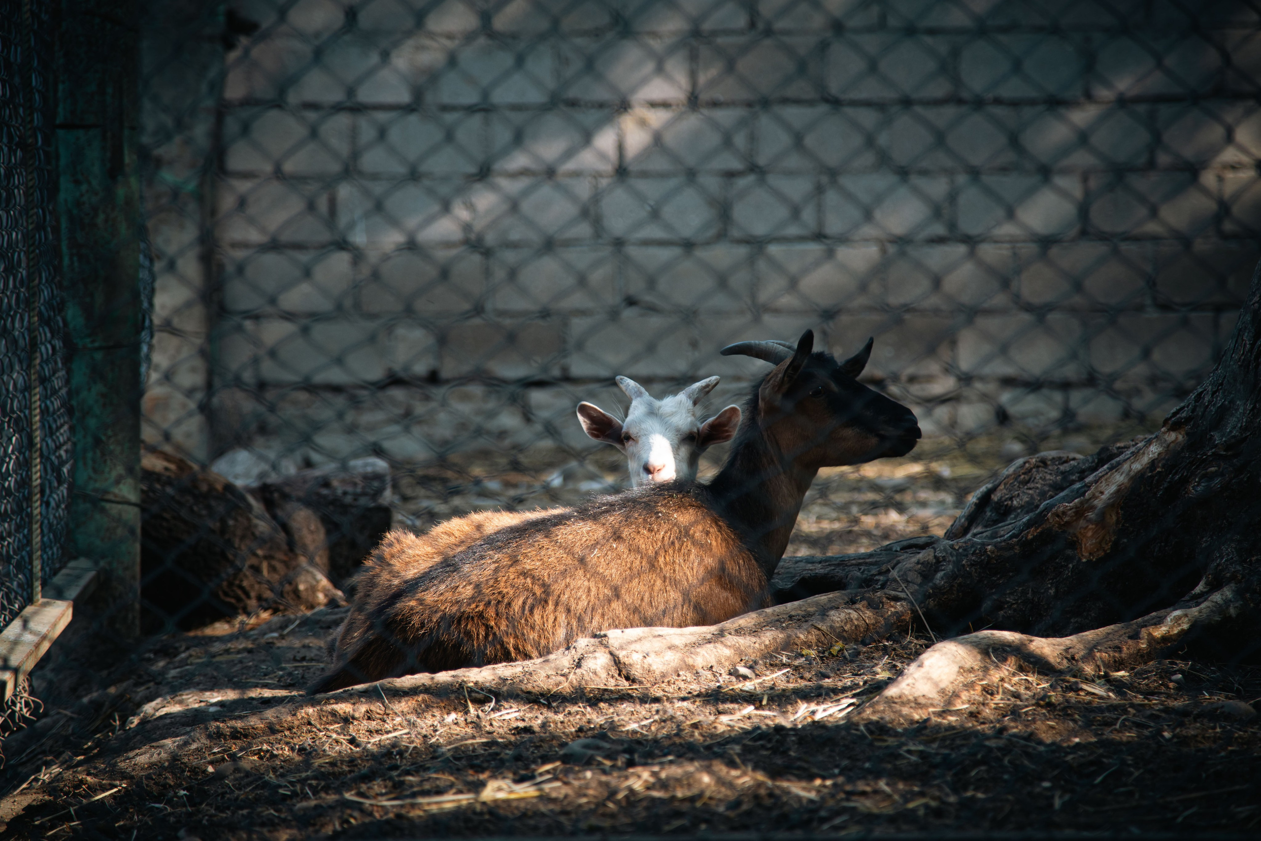 Зоопарк. Dmitriy [KCCC] is a pretty cool photographer