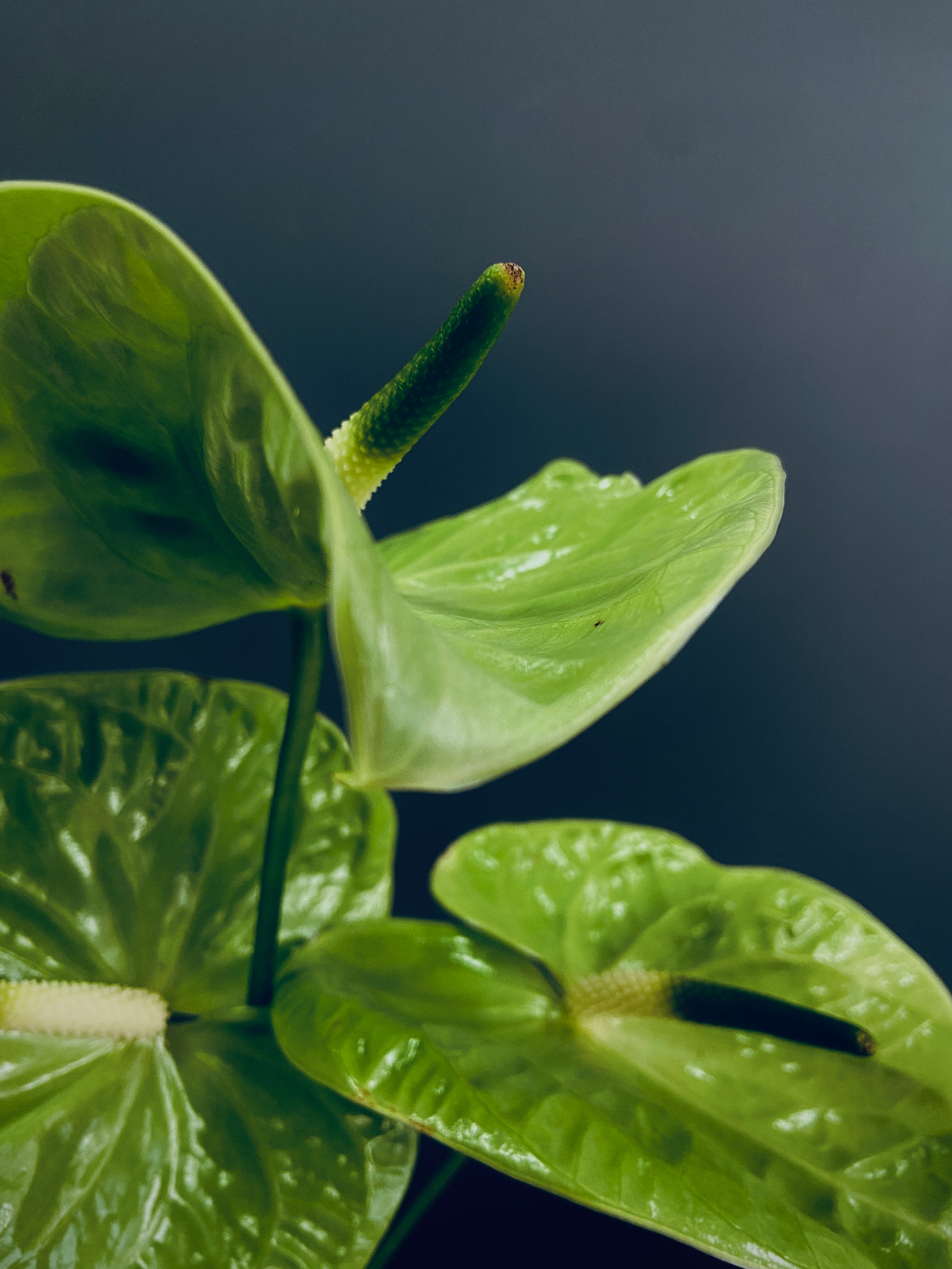 Симфония цветов Цветы Раменское Жуковский