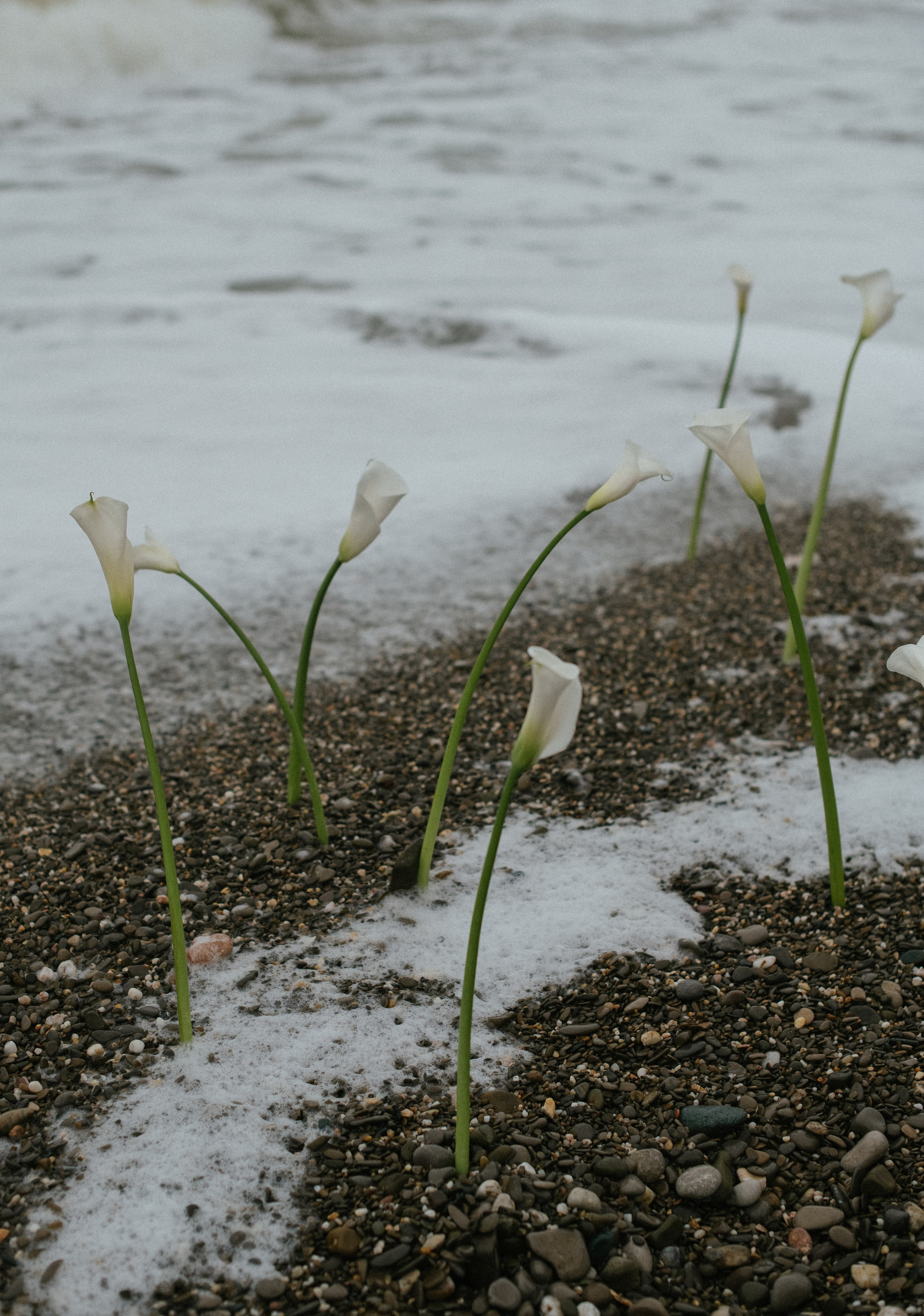 Никита и Анастасия (с.Николаевка). Свадебный, женский, семейный фотограф в Севастополе Юлия Мошенко