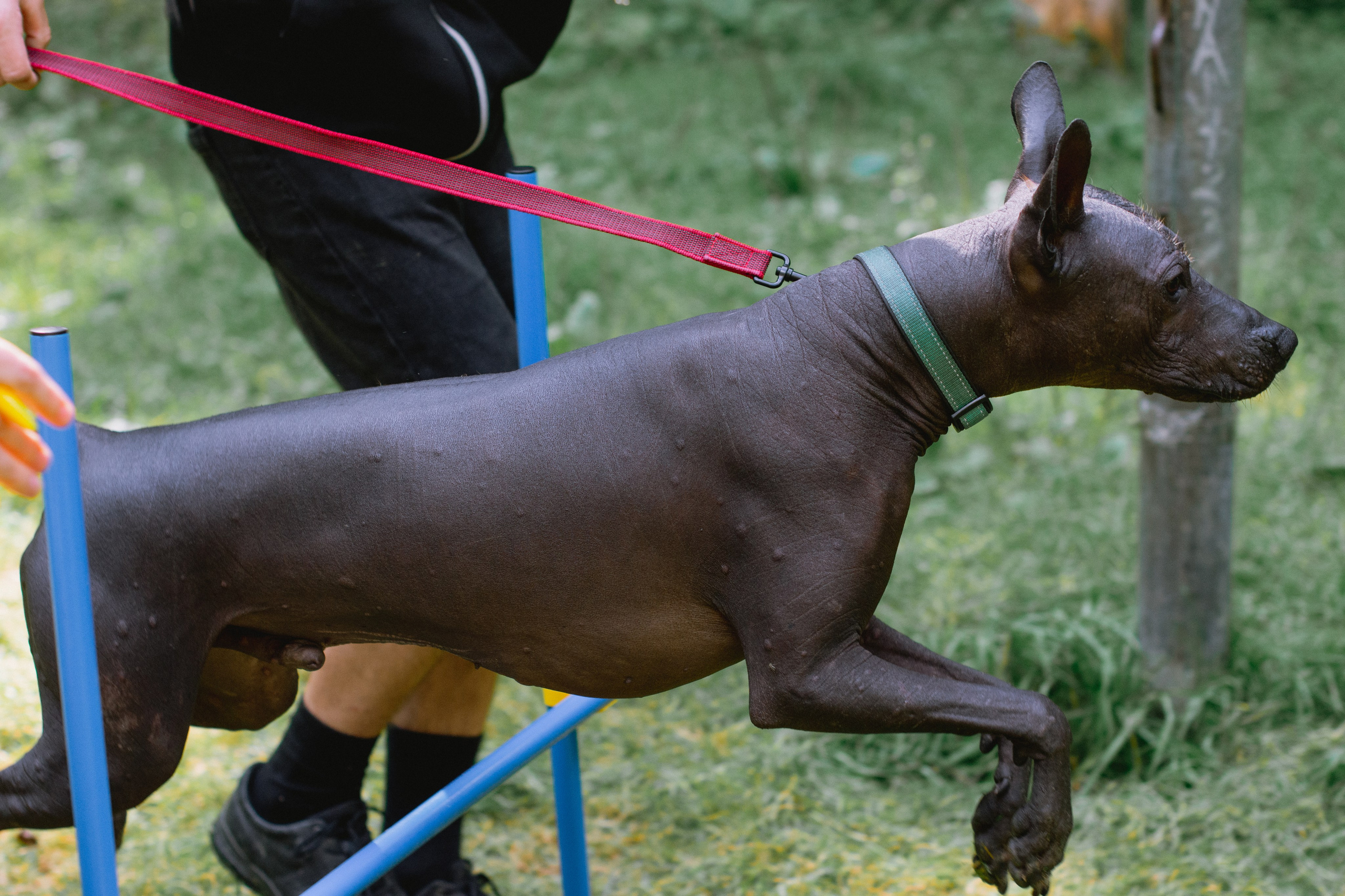 Репортаж спортивного мероприятия с собаками в Москве. Фотограф собак, анималист в Москве Кира Яковлева