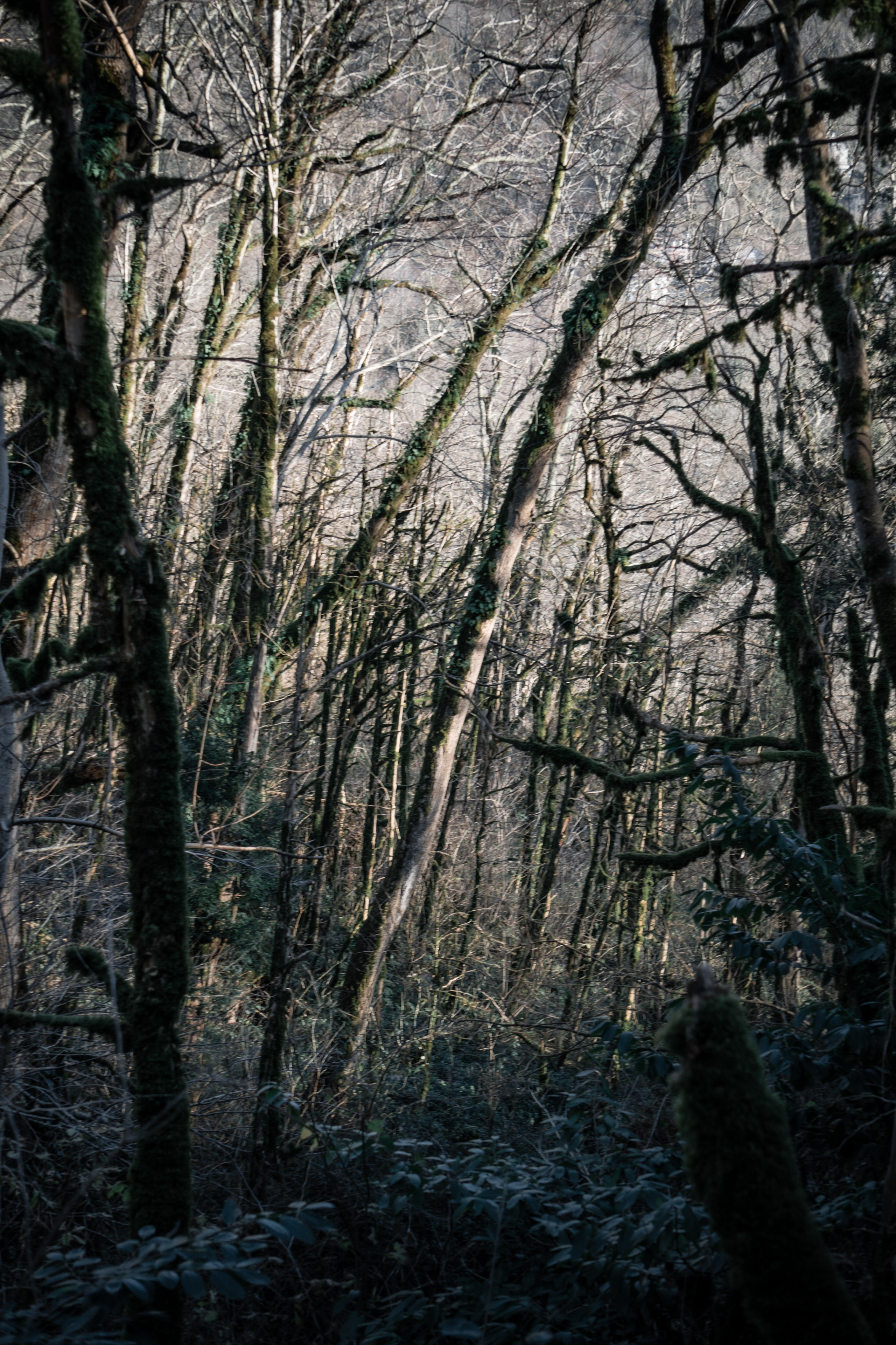 Тисо-самшитовая роща. Yaratezza production