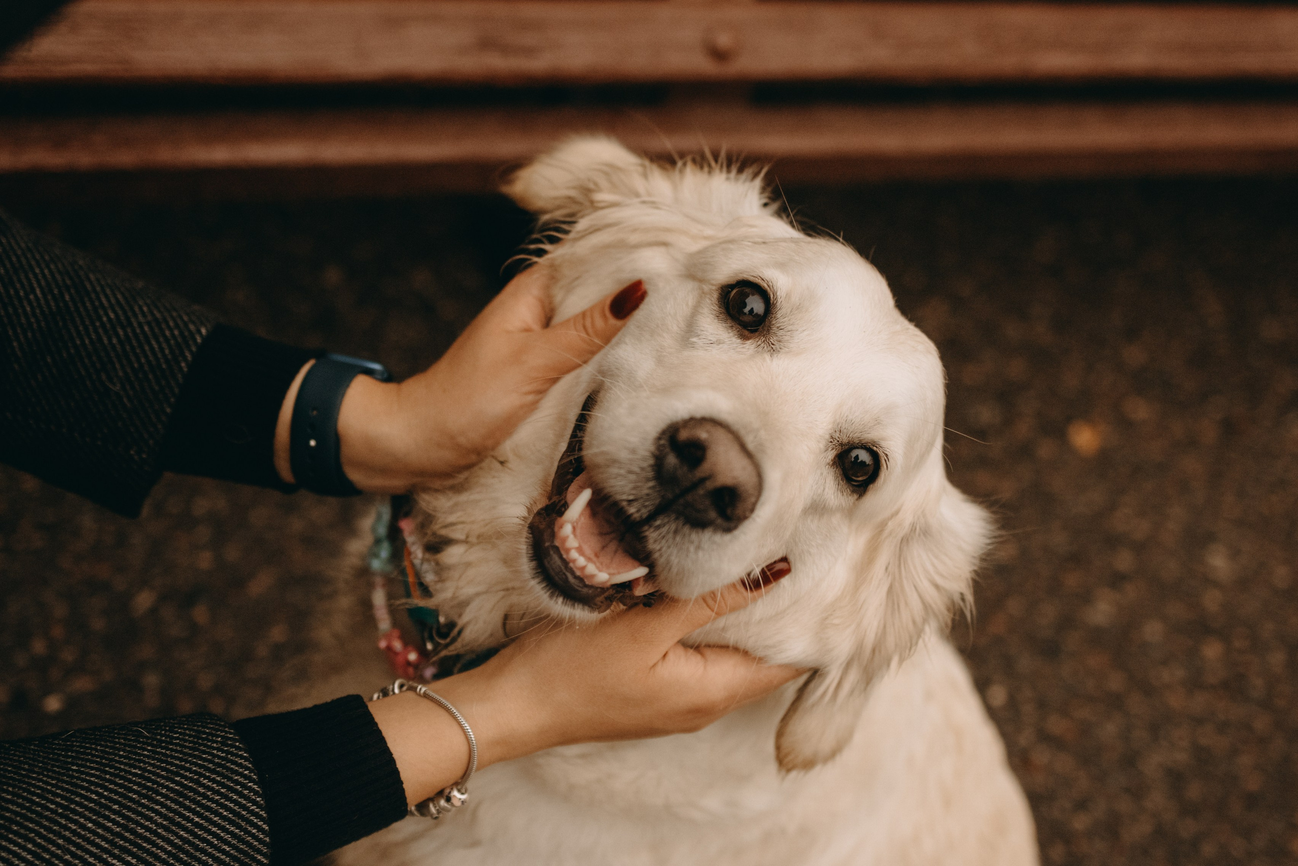 Женя и ее девочки. Фотограф — Анималист | Санкт-Петербург