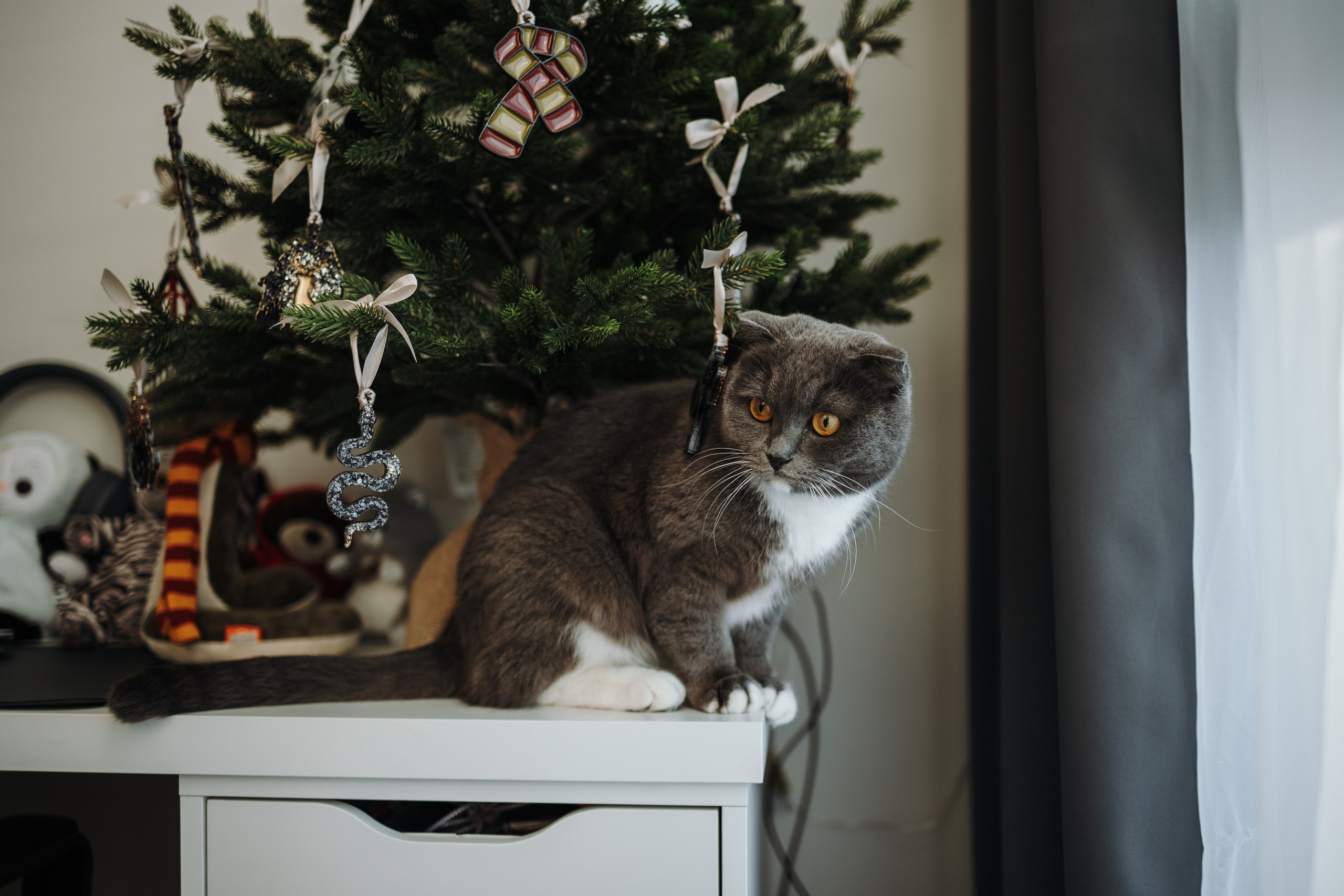 Таня и ее семья. Фотограф — Анималист | Санкт-Петербург