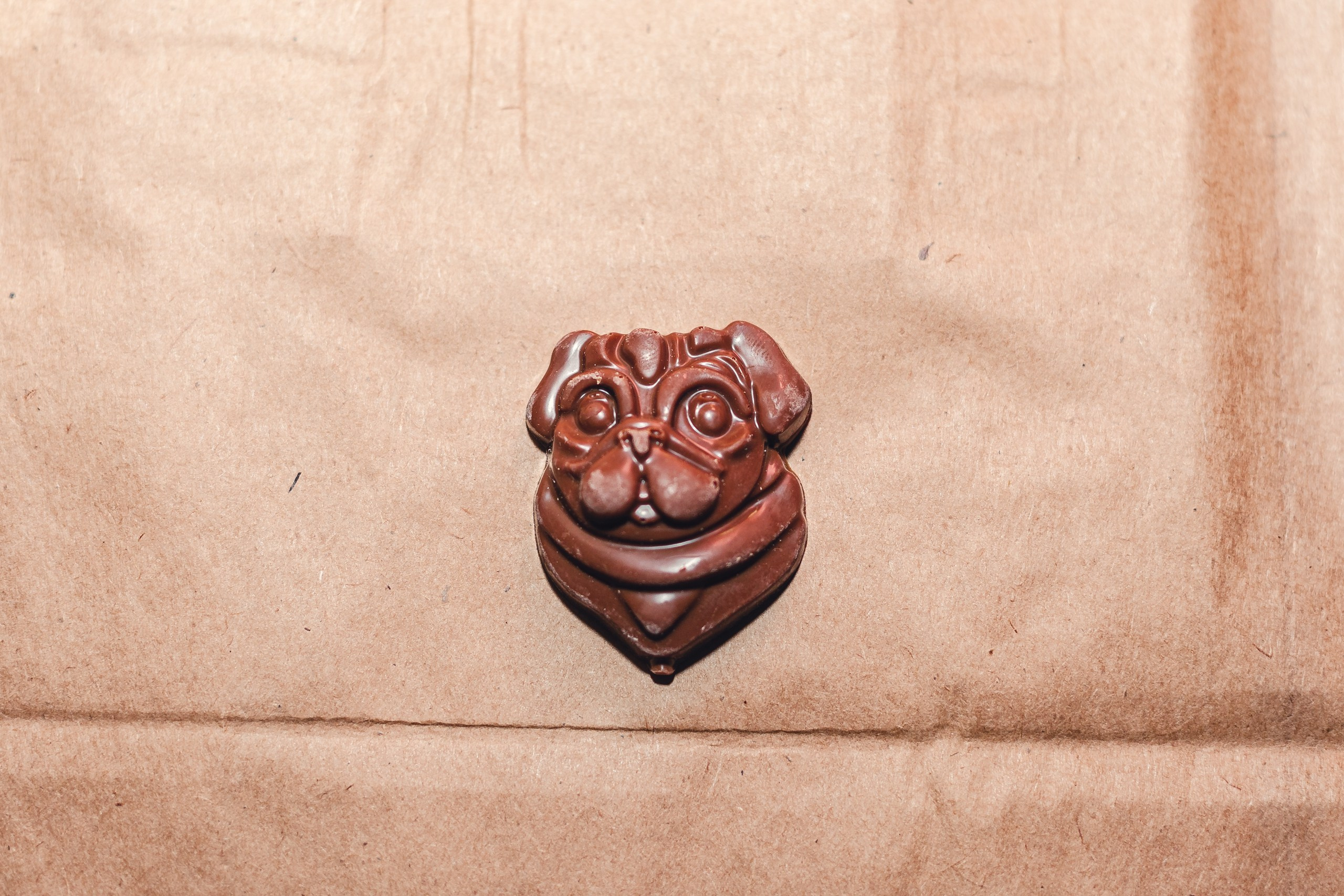 Мопсовстреча 02.12.2023. Фотограф-анималист Татьяна Степанова