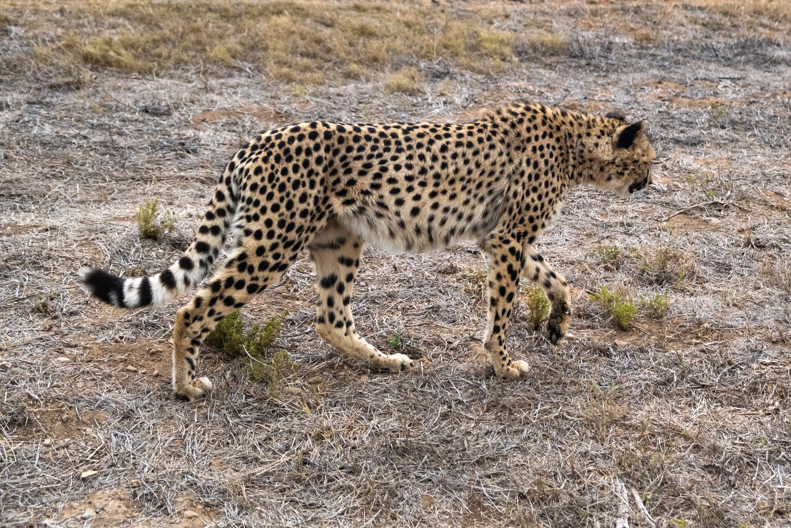 Пингвины и другие. Фотографии из путешествий