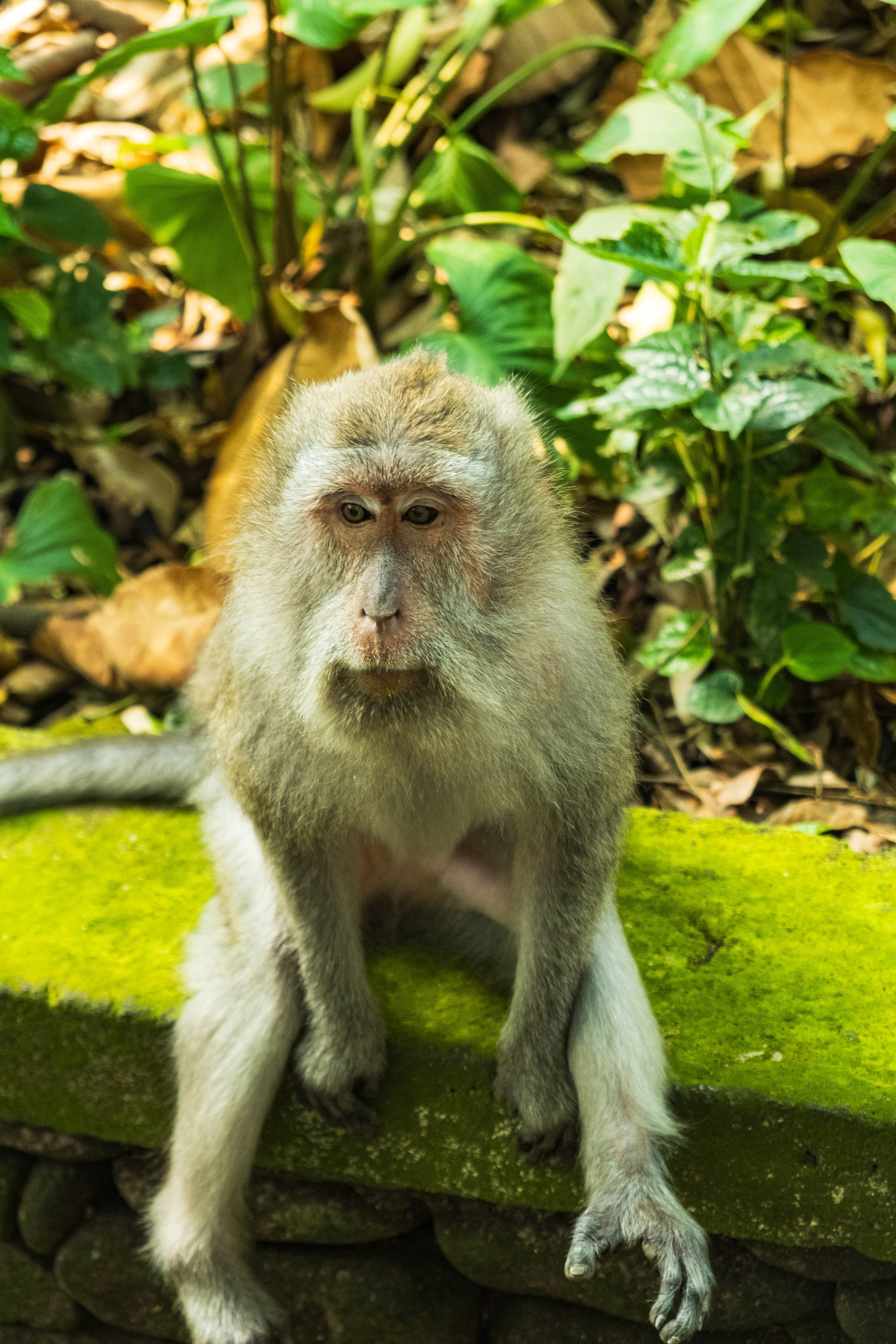 Остров Бали г. Убуд. Фотографии из путешествий