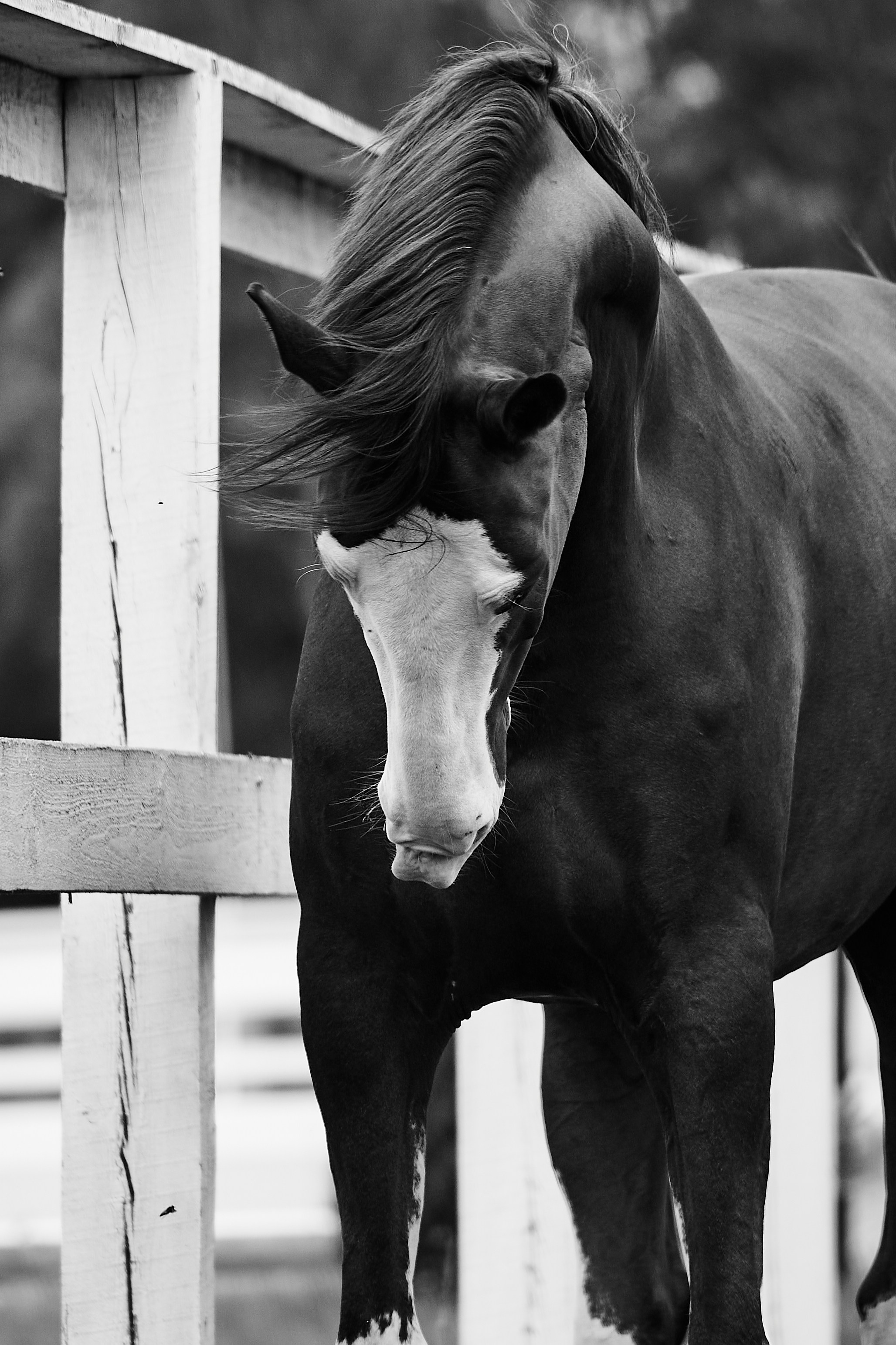 Хэмилтон, полукровный, КСК «Звёздный». Фотосессии с лошадьми в Москве, Новосибирске