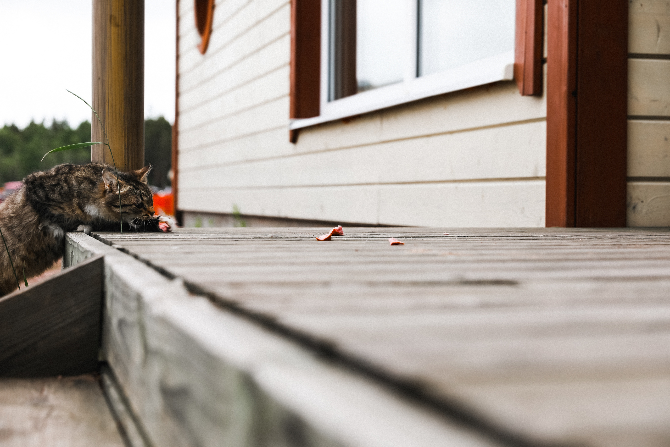 Екатерина и Станислав-2017. Свадебный и семейный Фотограф Денис Кошель
