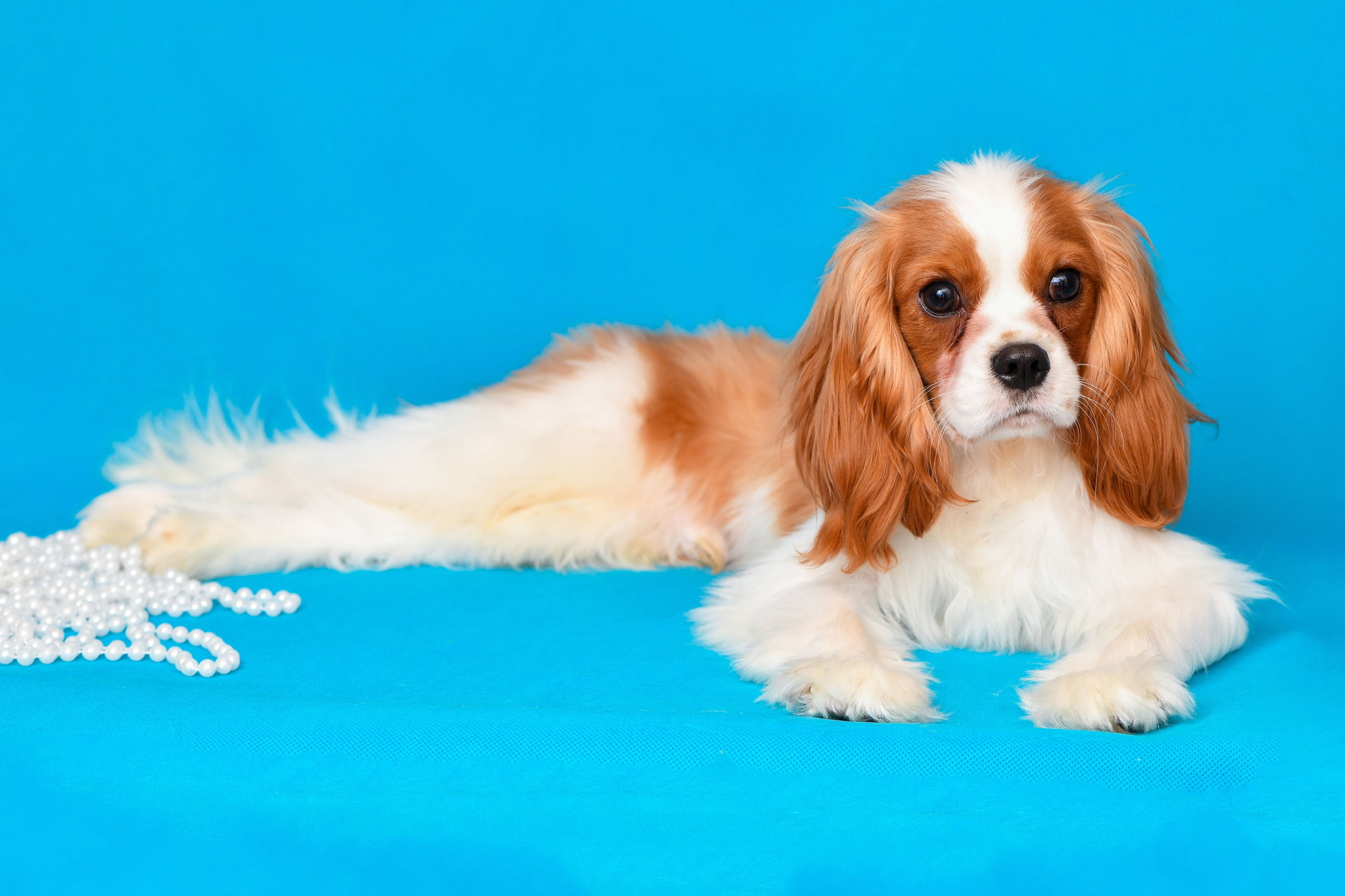 Съёмка животных для продажи. Свадебный и портретный фотограф в Москве Галина Борисова