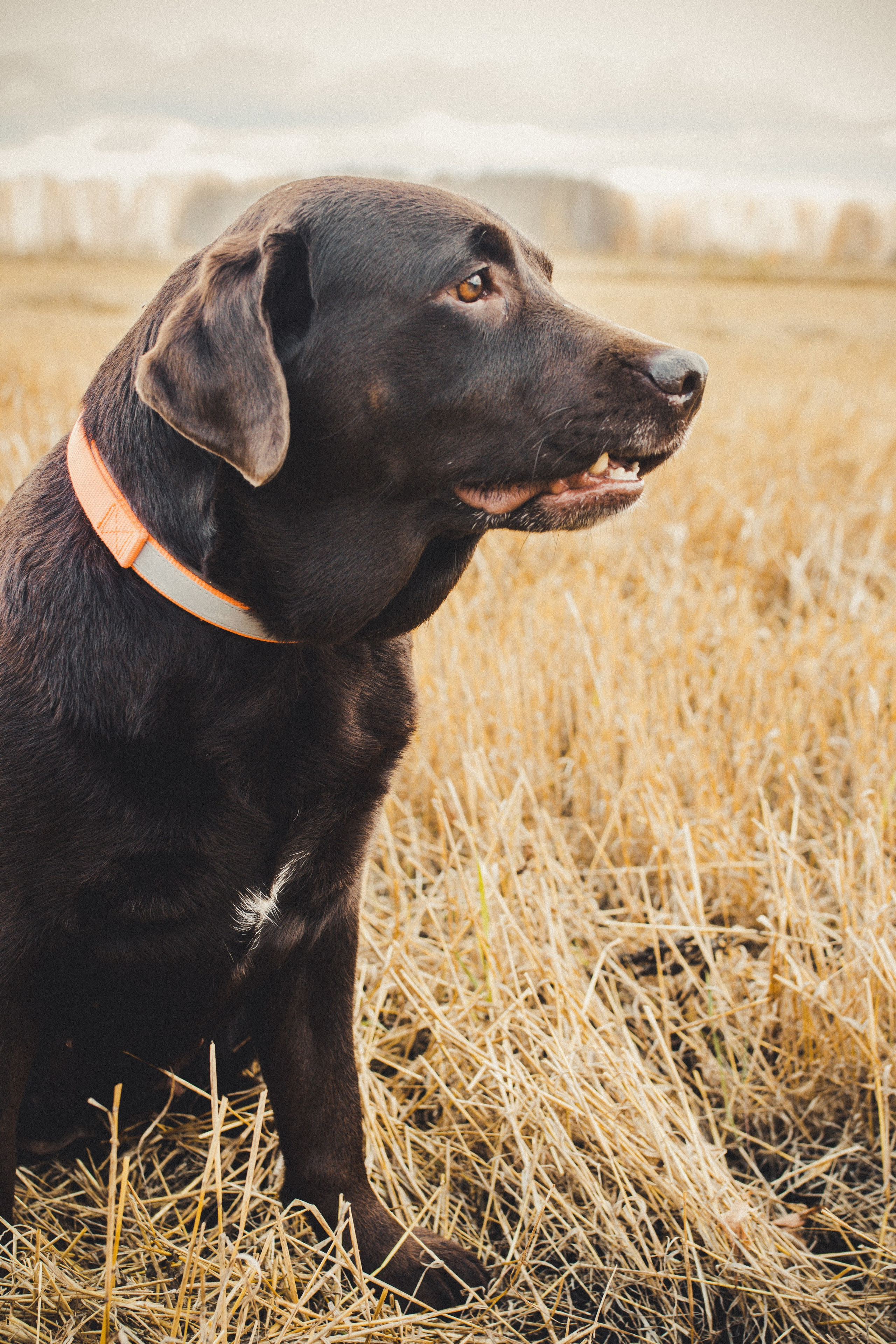 Природа/Животные