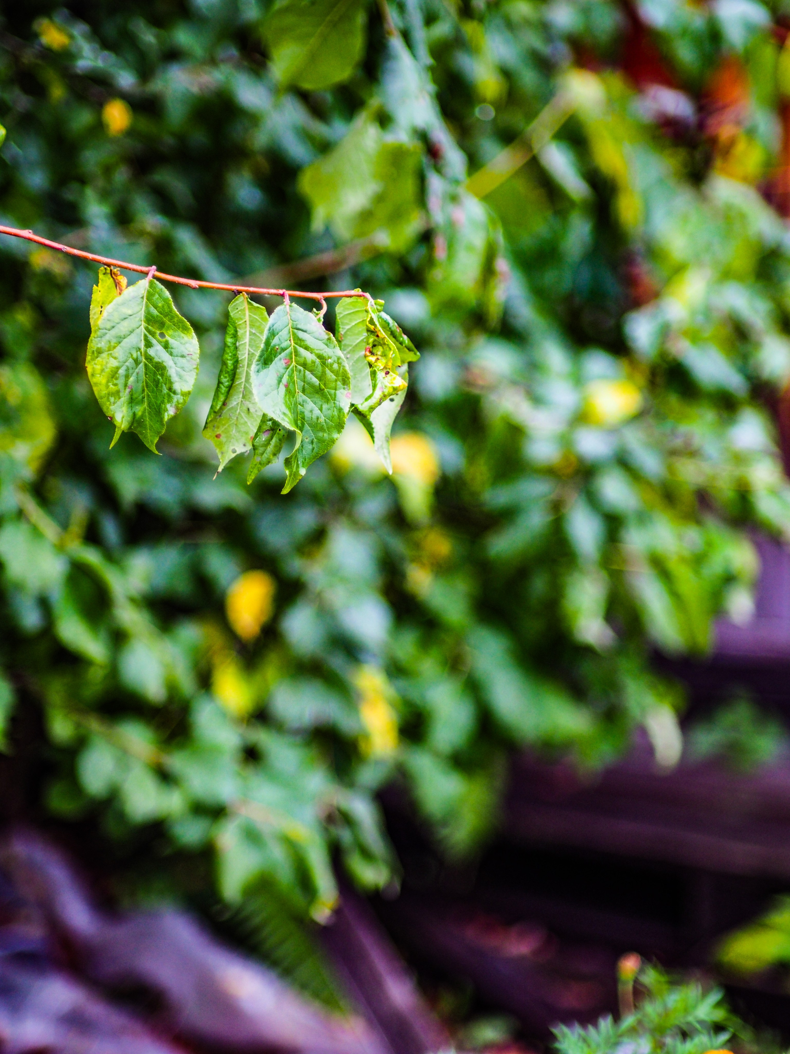 Природа/Животные