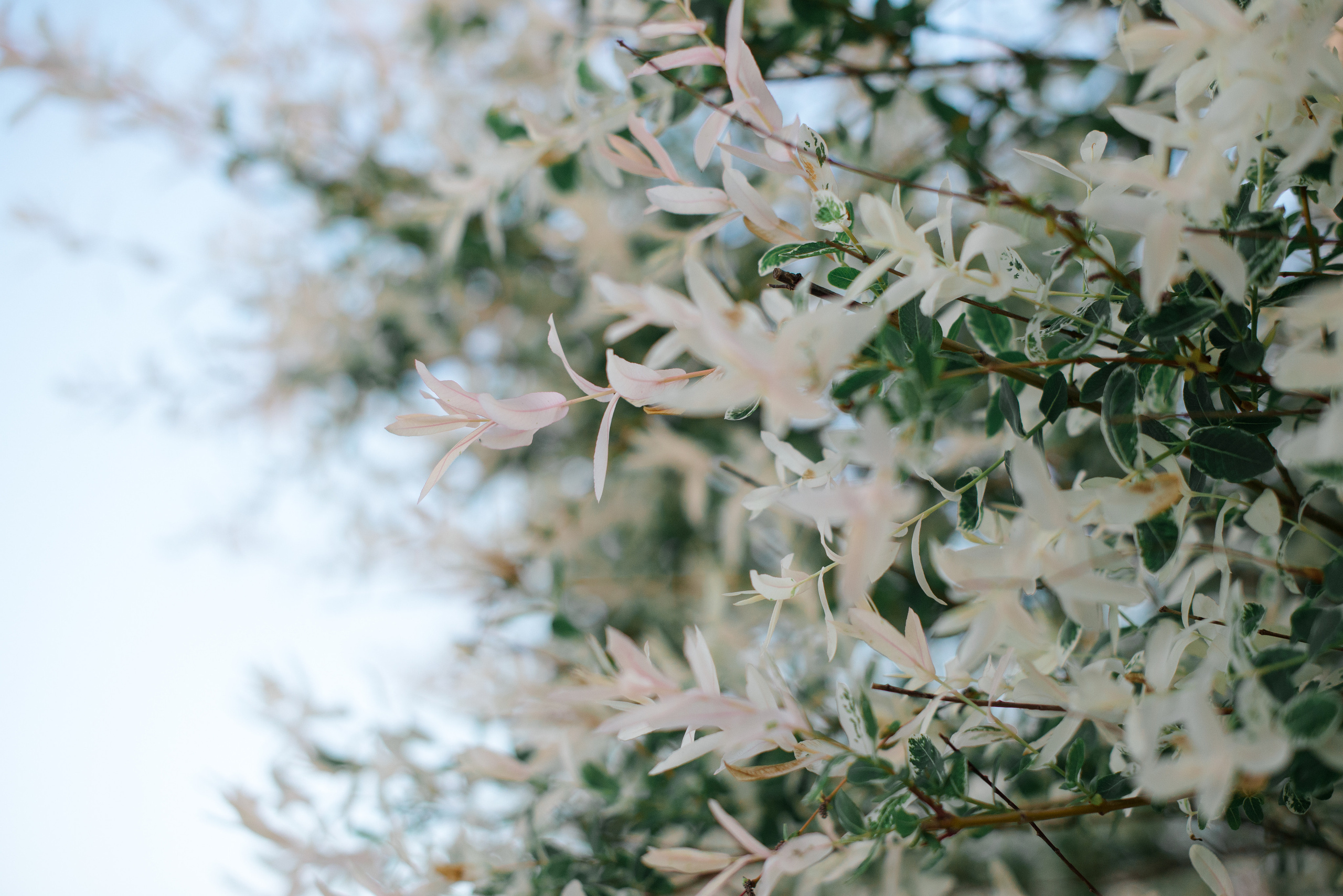 Олель «Тихий берег». Фотограф в Краснодаре Альбрехт Амина