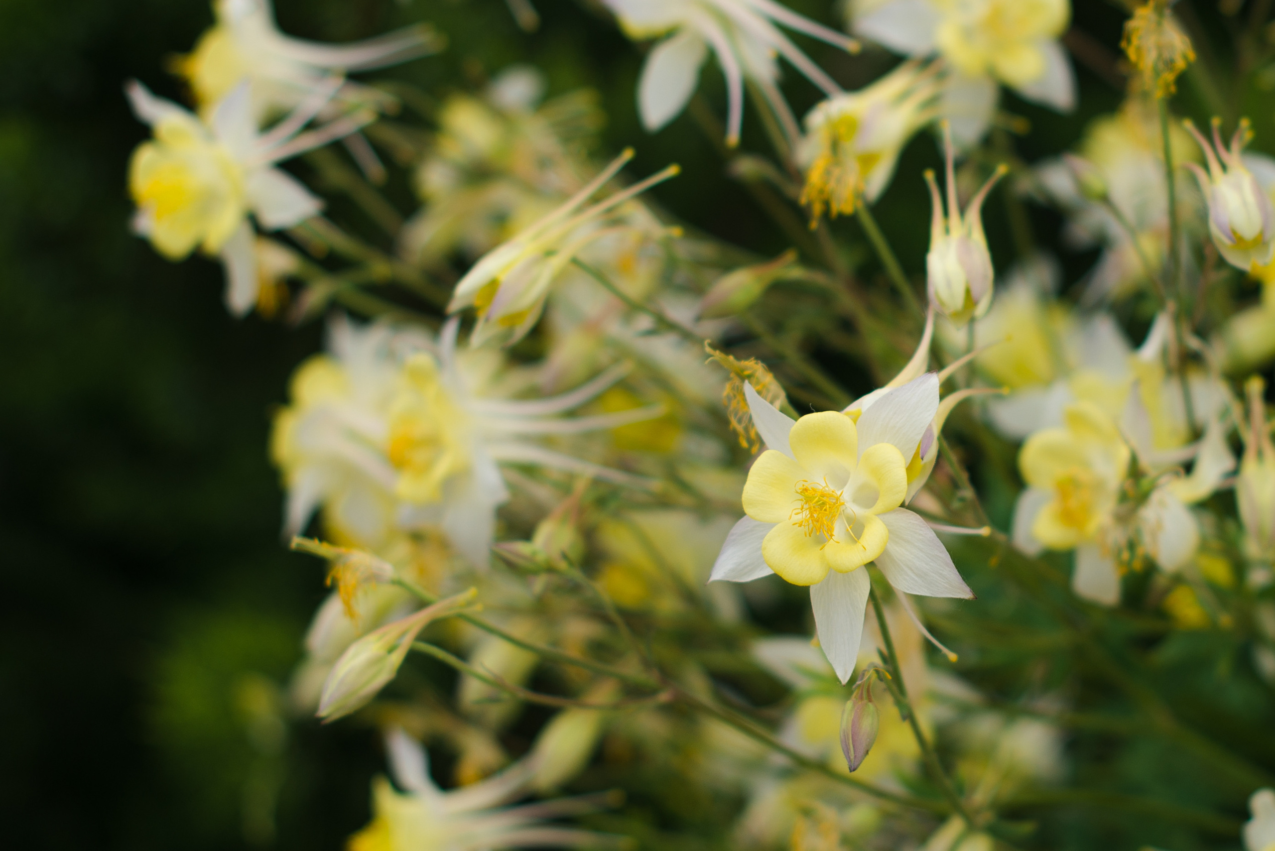 Олель «Тихий берег». Фотограф в Краснодаре Альбрехт Амина