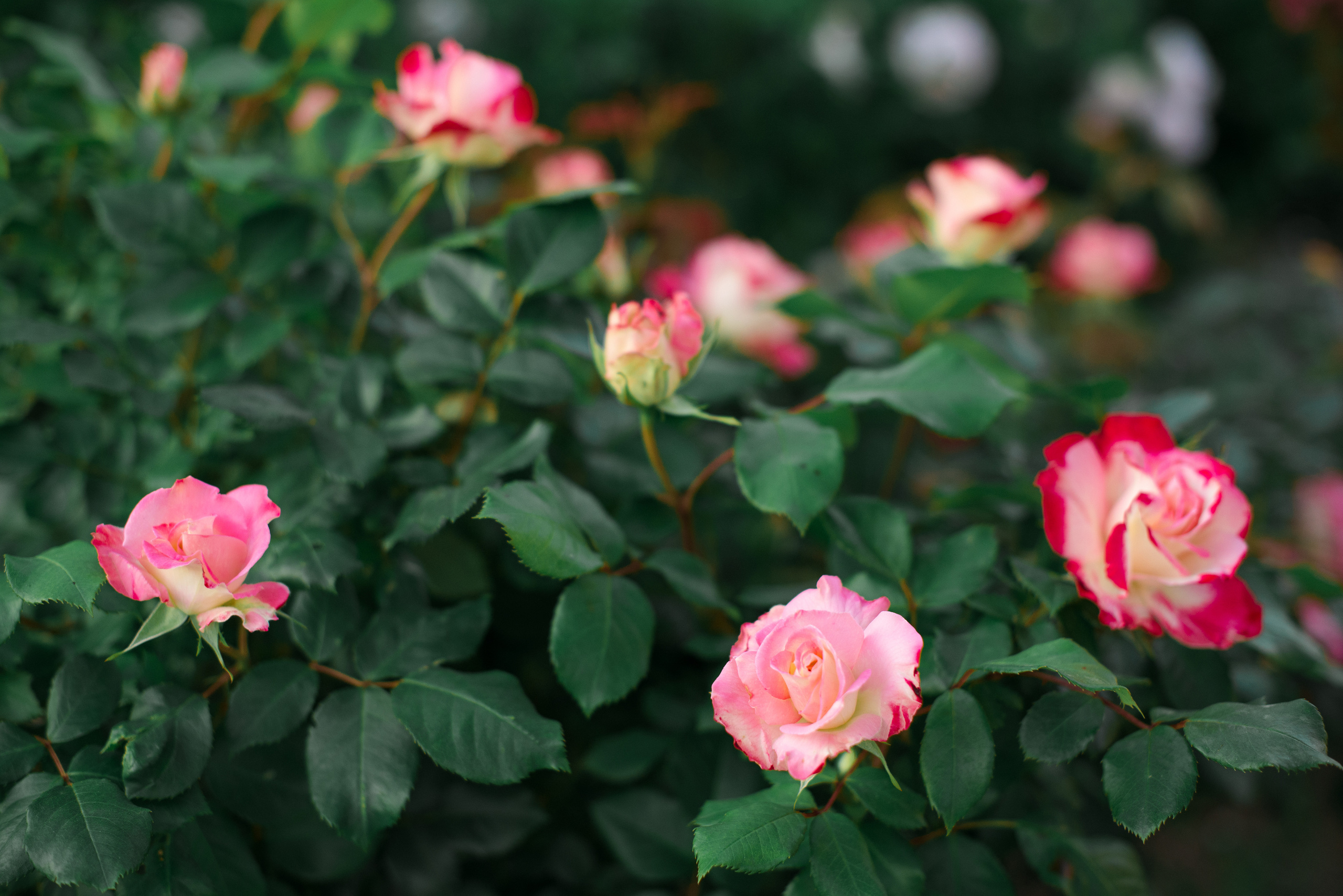 Олель «Тихий берег». Фотограф в Краснодаре Альбрехт Амина