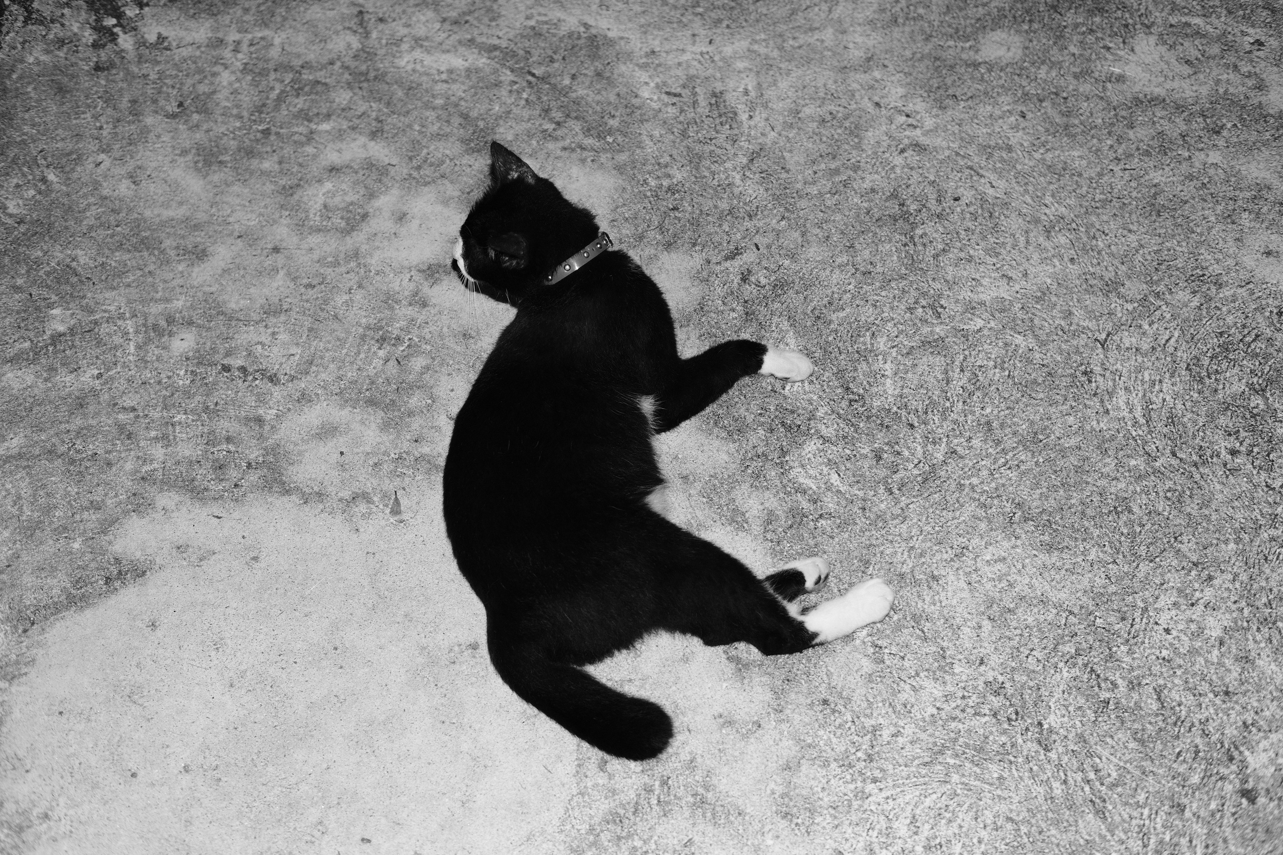 Sasha. Vanyazaramkami