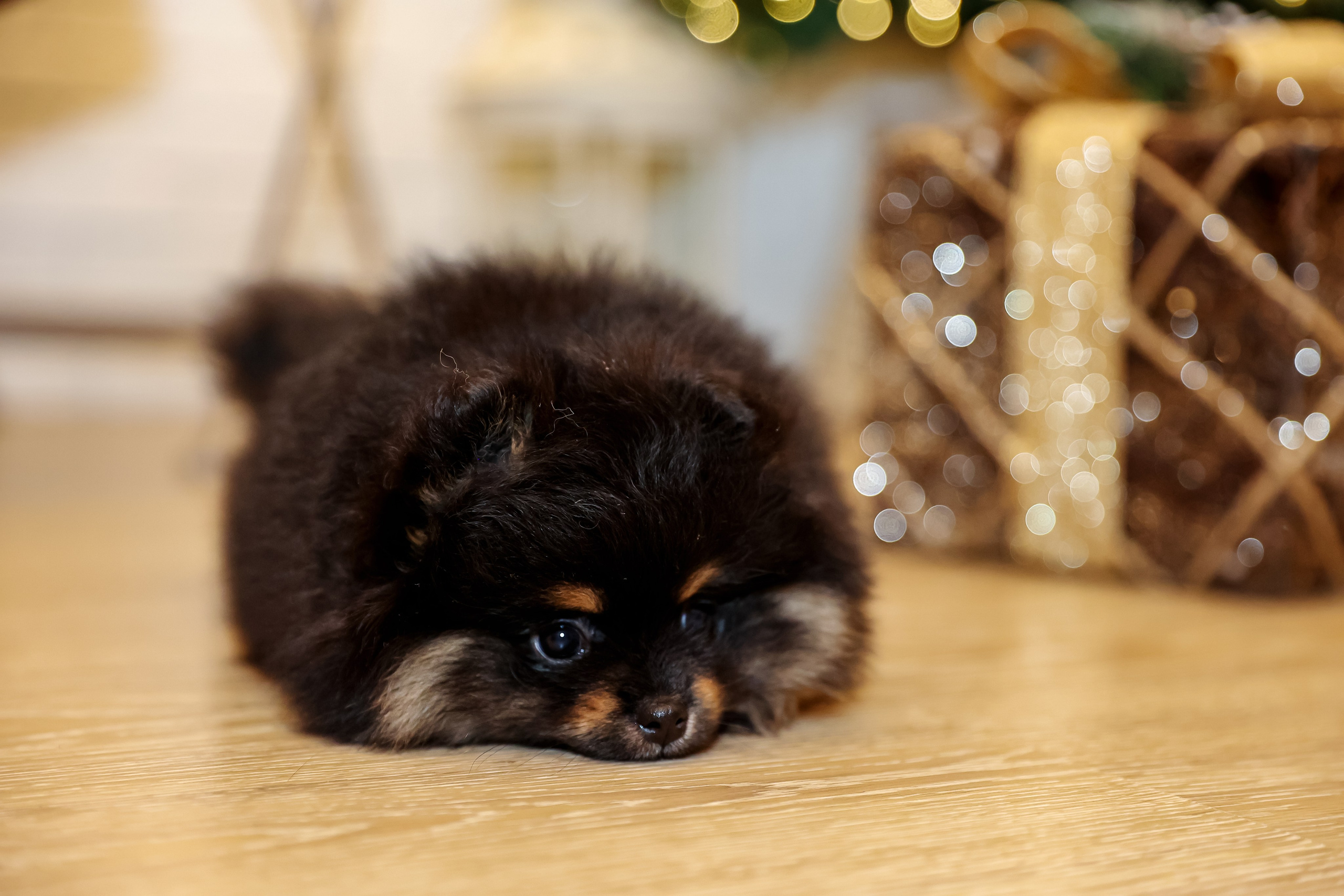 Съемка щенков шпица. Фотограф — Татьяна Кириллова, г. Санкт-Петербург