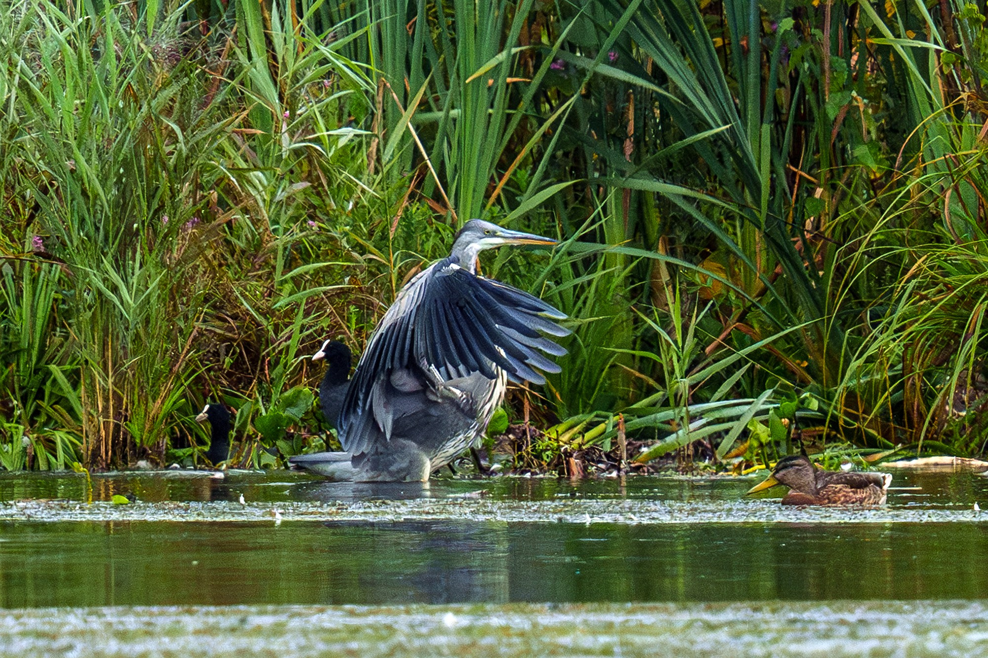 Удивительные мир птиц. Вокруг нас столько прекрасного — присмотритесь!. Ваш личный фотограф Марина Волкова