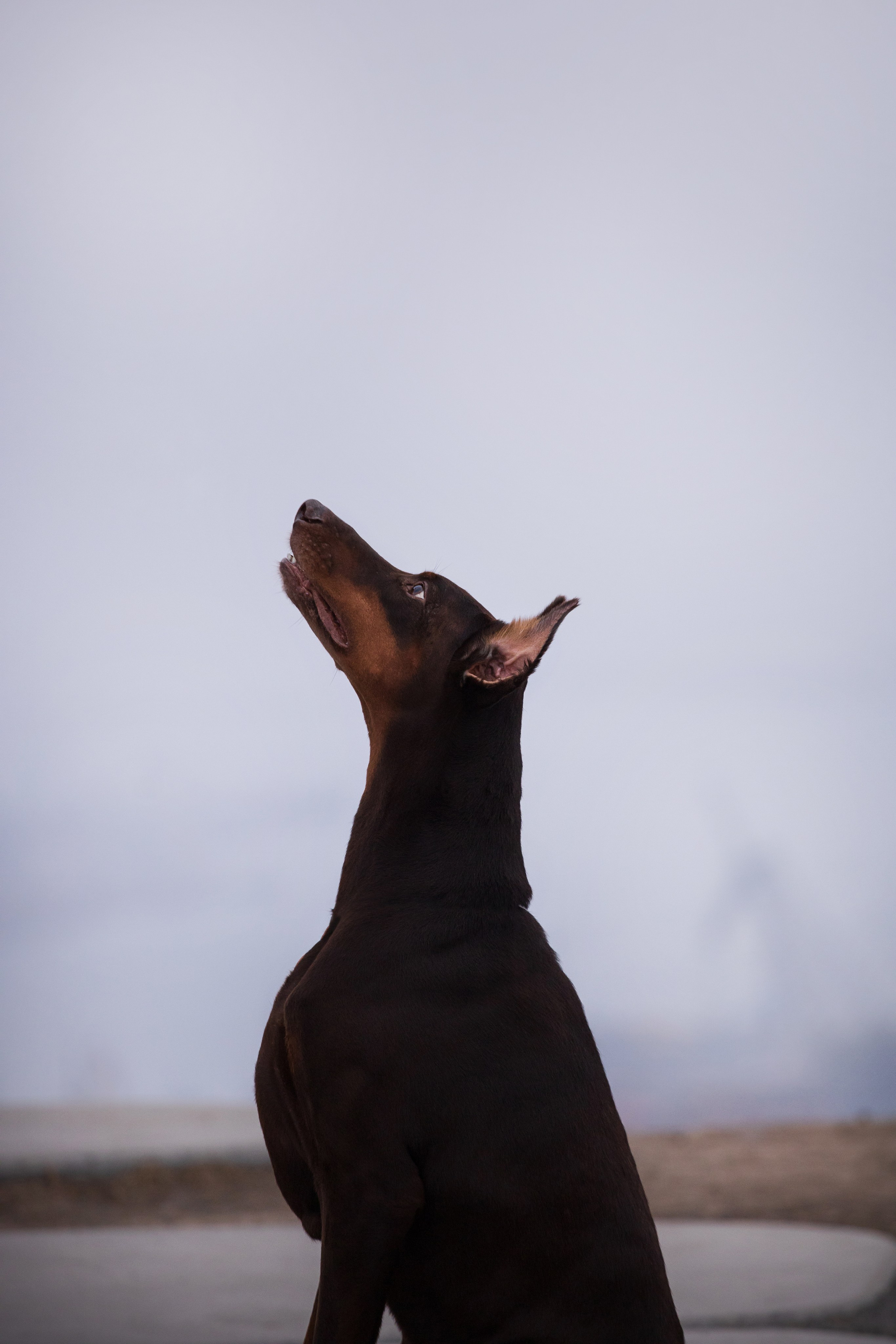 Оля и Кайрат. Фотограф — анималист Владивосток, Алина