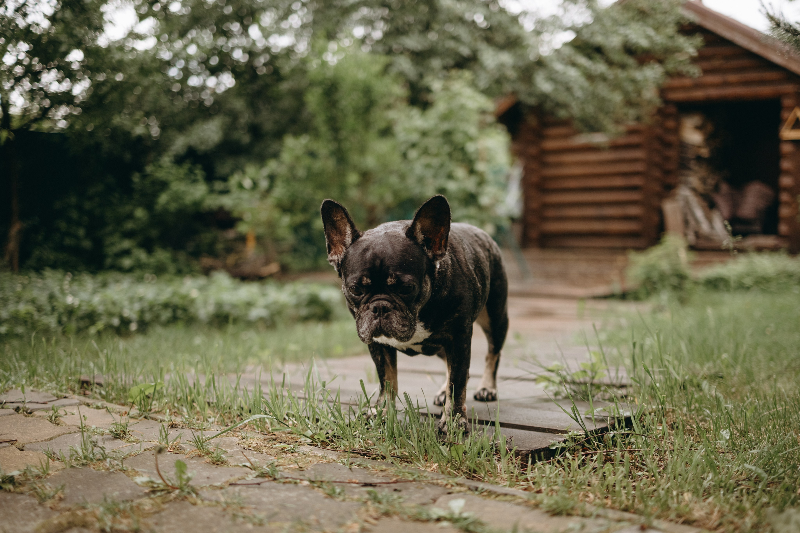 Софа и ее хвостики. Фотограф — Анималист | Санкт-Петербург