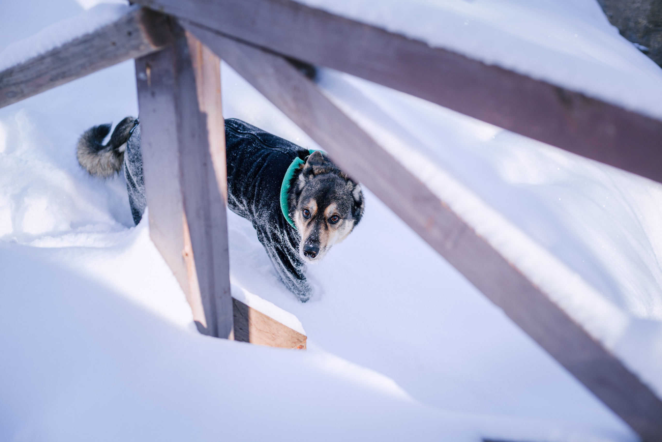 Зимняя экспресс съемка Дюка. Фотограф-анималист Татьяна Степанова