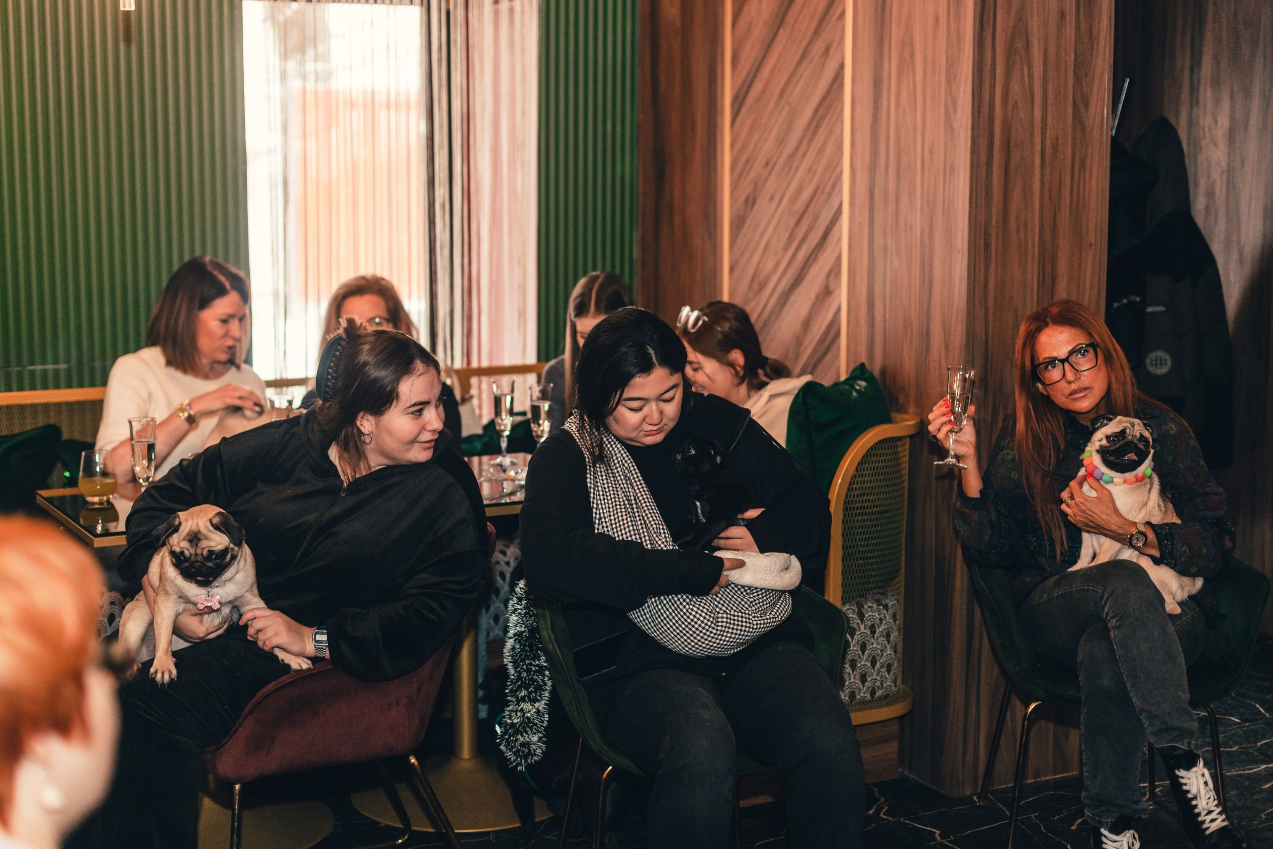 Мопсовстреча 02.12.2023. Фотограф-анималист Татьяна Степанова