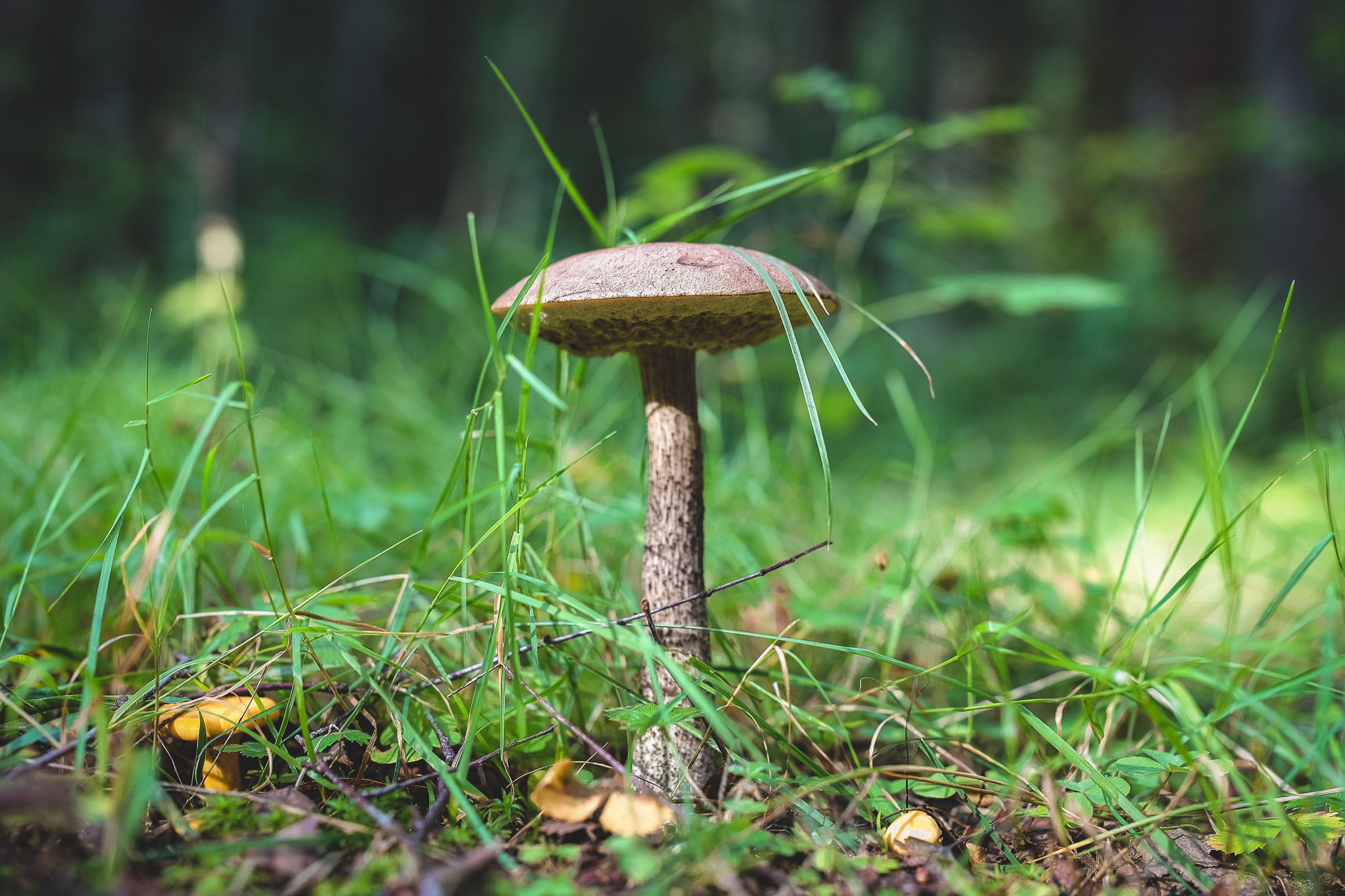 Подберёзовик обыкновенный или черноголовик