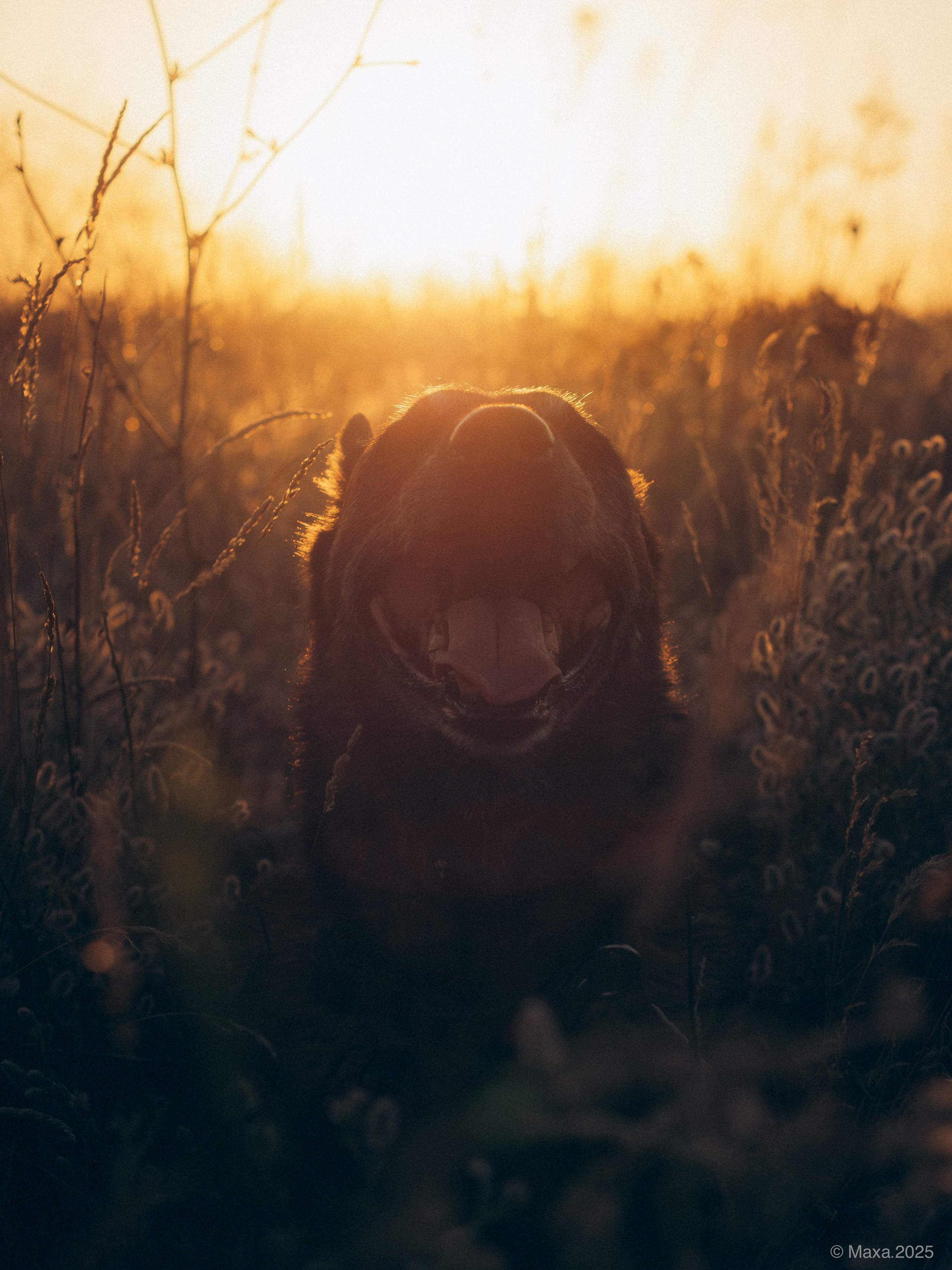 Фото прогулки. Фотограф анималист Тюгаева Мария