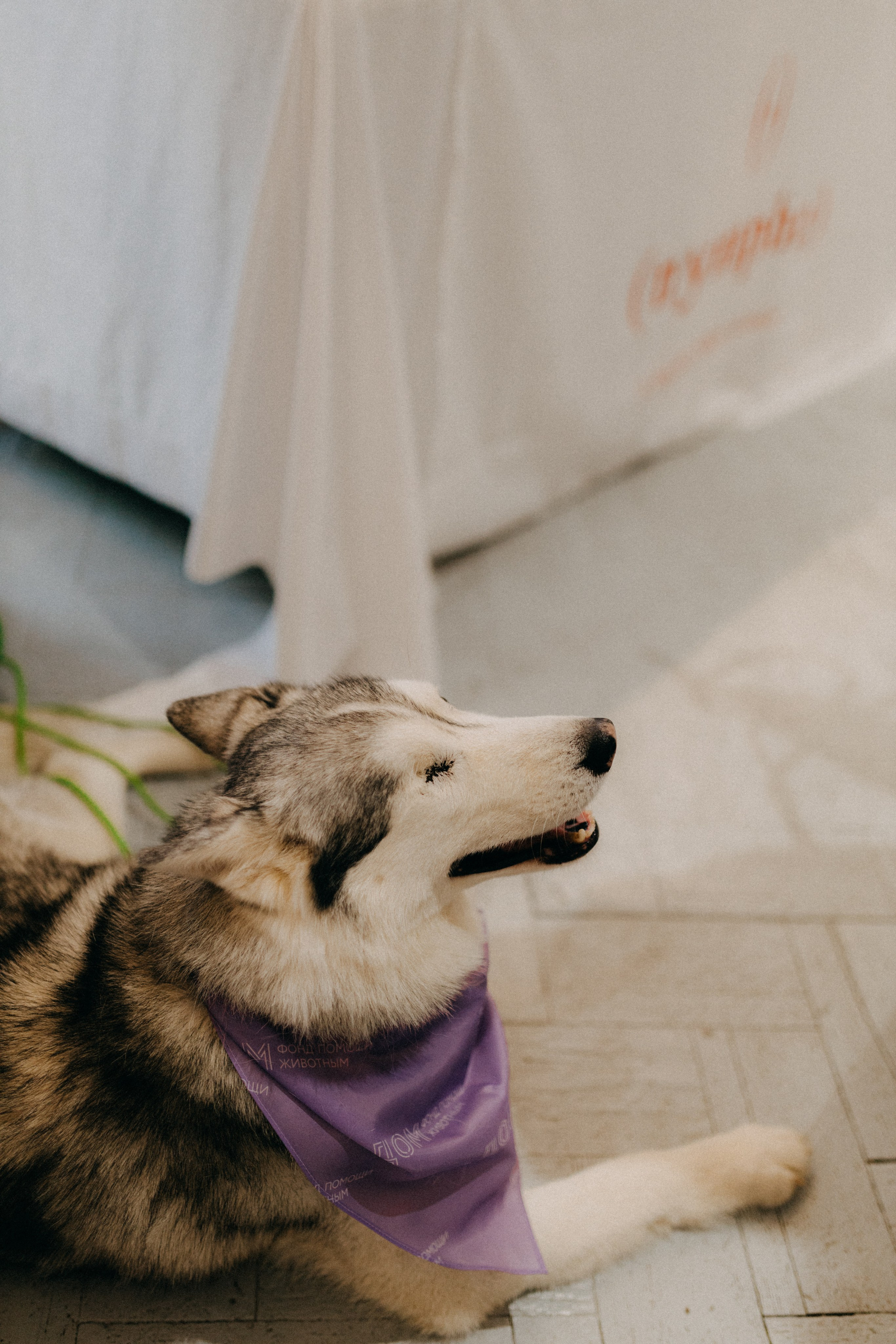 Маркет КИТЧ. Фотограф НОГИНСК, Москва, Анастасия Белая