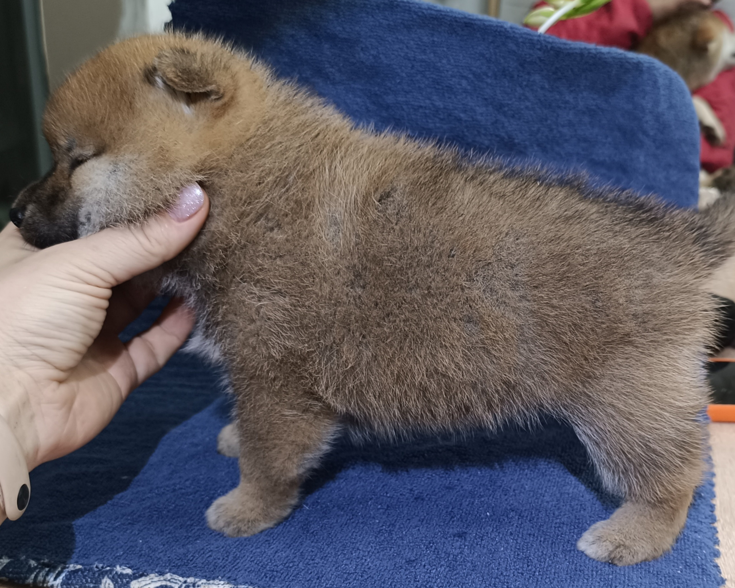 сиба питомник Рубилайт щенки на продажу rubylight  сиба щенки купить СПб Санкт-Петербург 