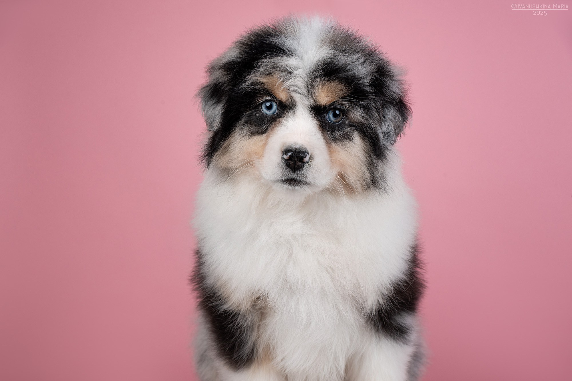 Фотосессия щенков на фонах. Фотограф собак в Москве и Московской области Иванушкина Мария