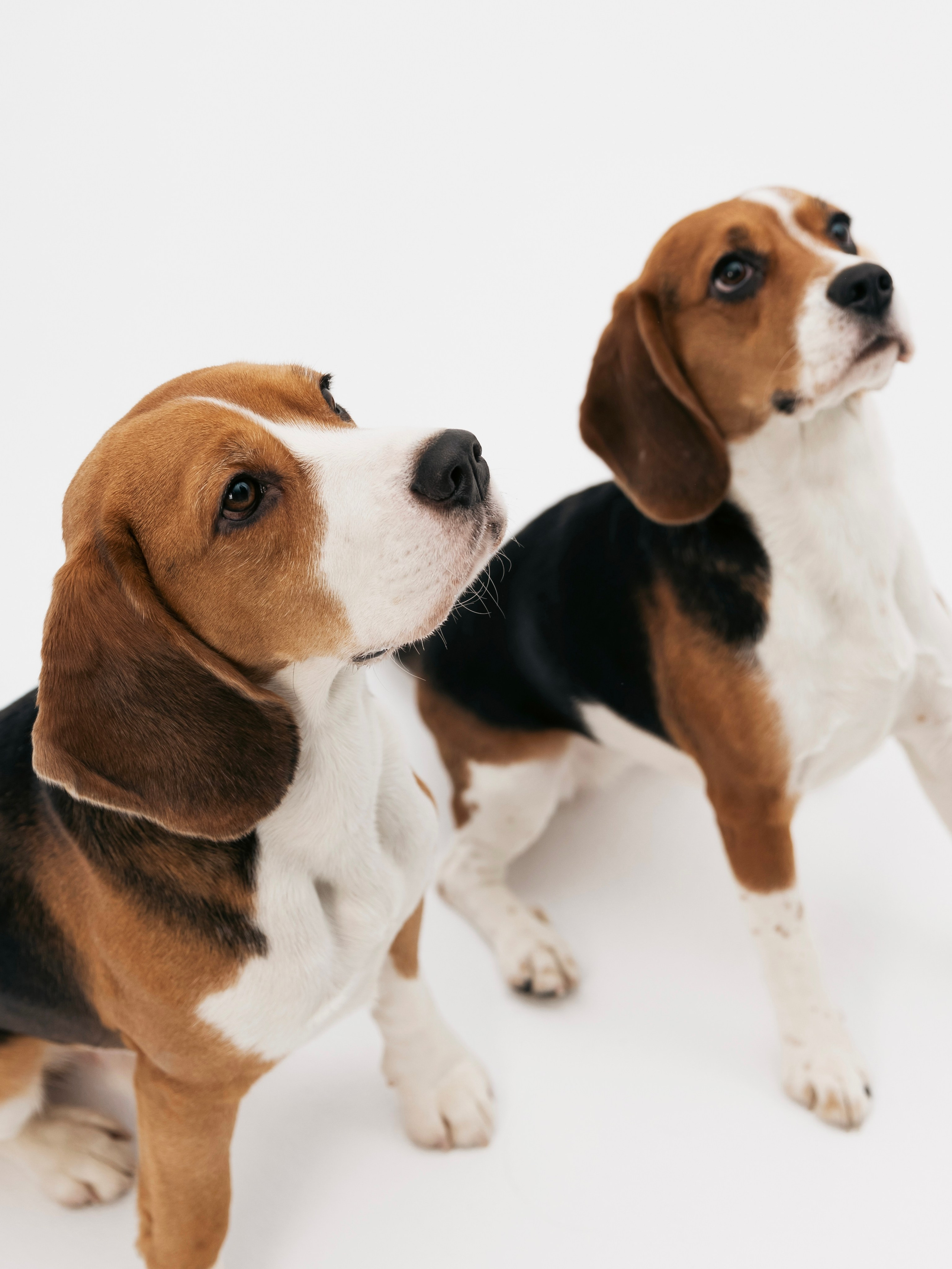 Биглемания. DRIPSTOCK MAG