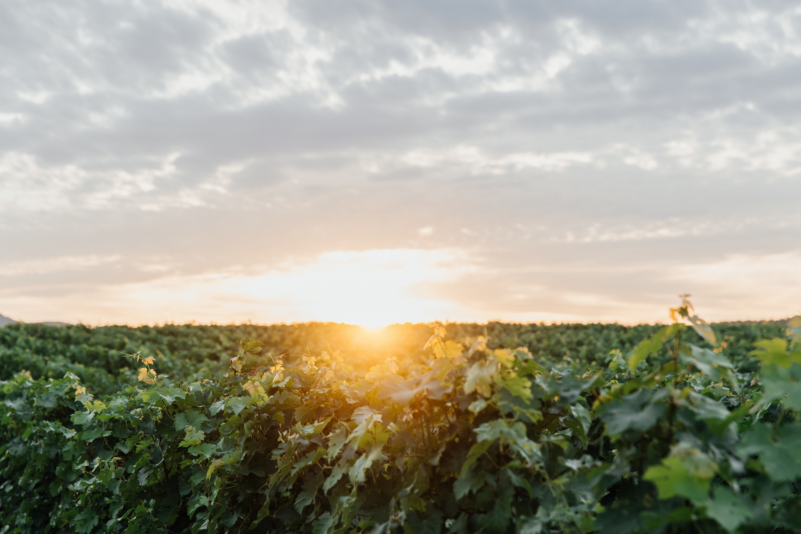 Юля и Дёма (камерная свадьба). Свадебный фотограф и видеограф Когай Дмитрий и Юлия
