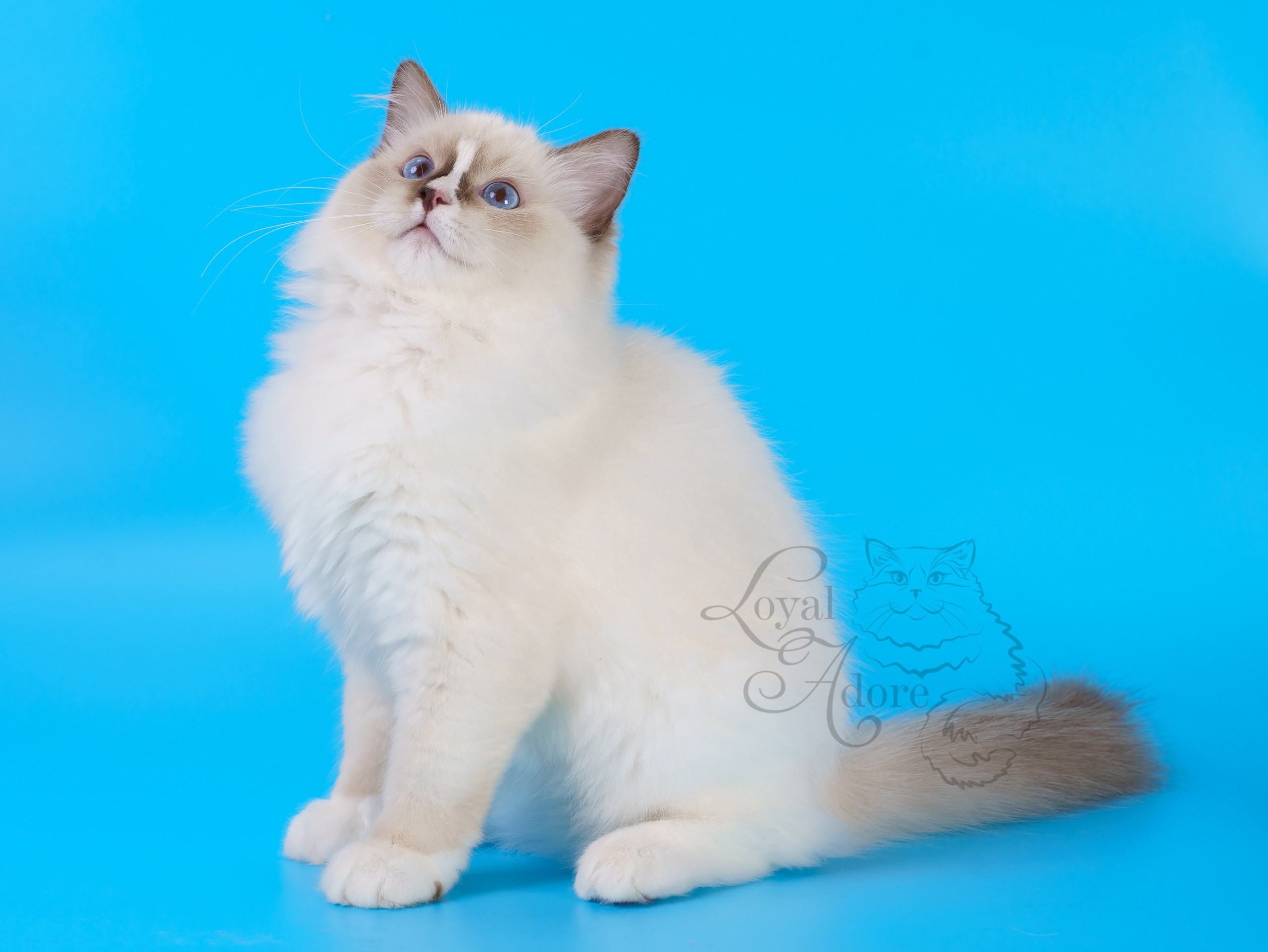 Кошки производители Loyal Adore. Питомник рэгдолл Loyal Adore