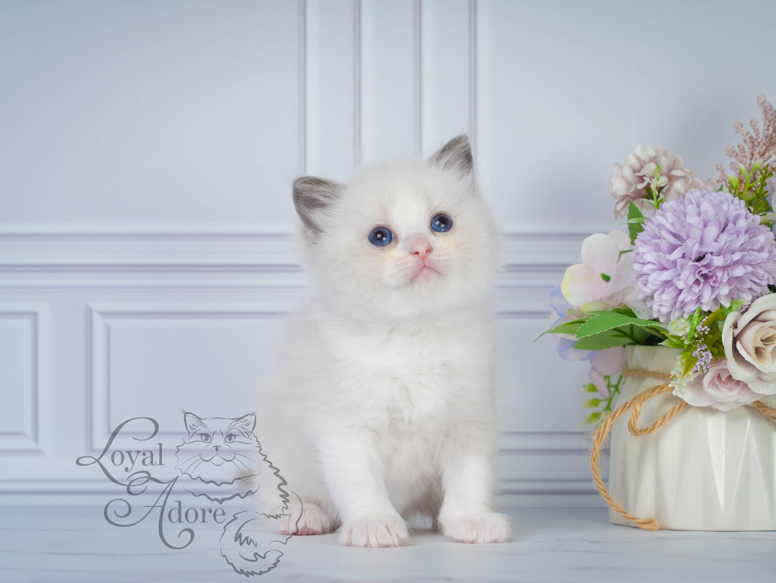 Котята рэгдолл от Loyal Adore. Питомник рэгдолл Loyal Adore