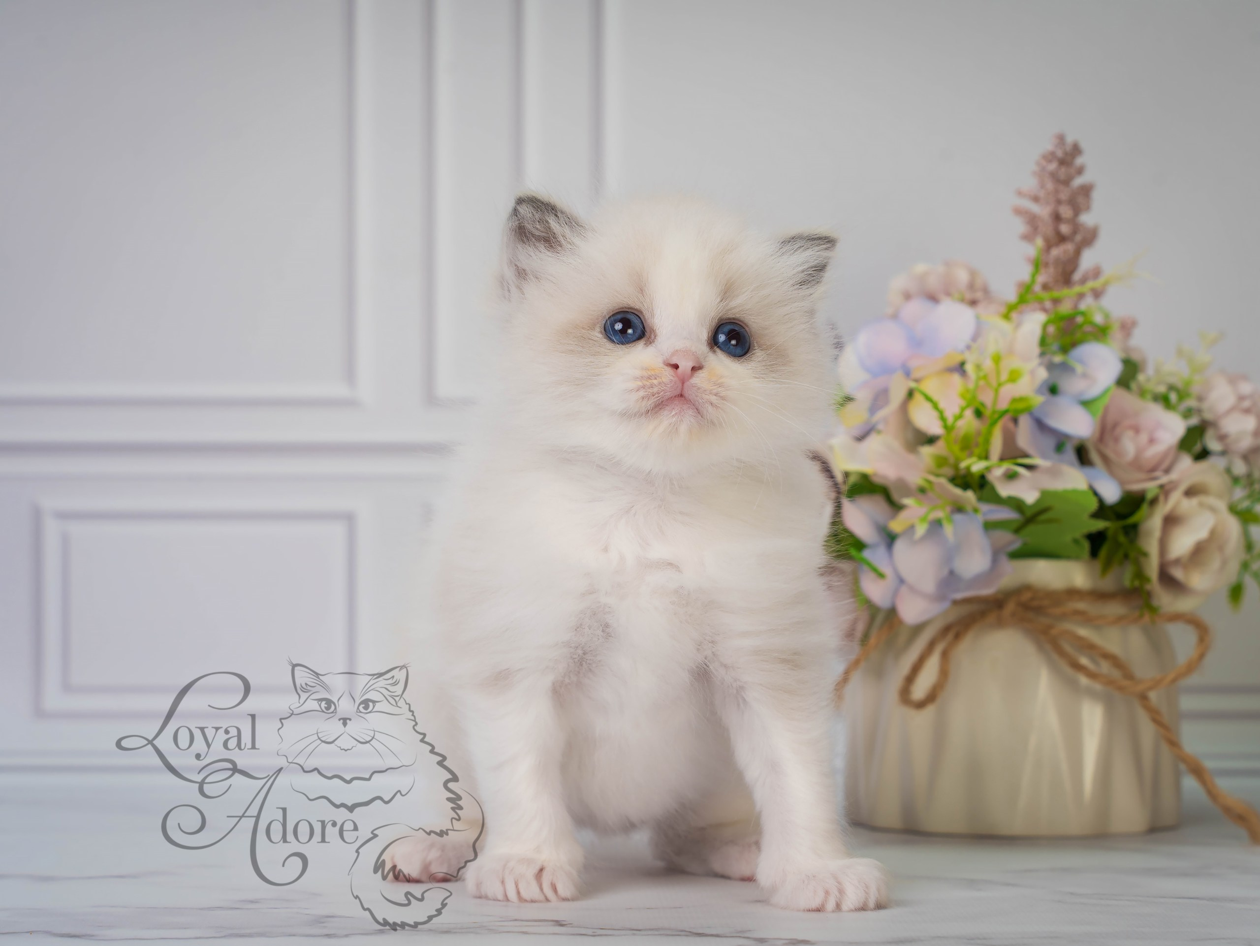 Все свободные котята. Питомник рэгдолл Loyal Adore