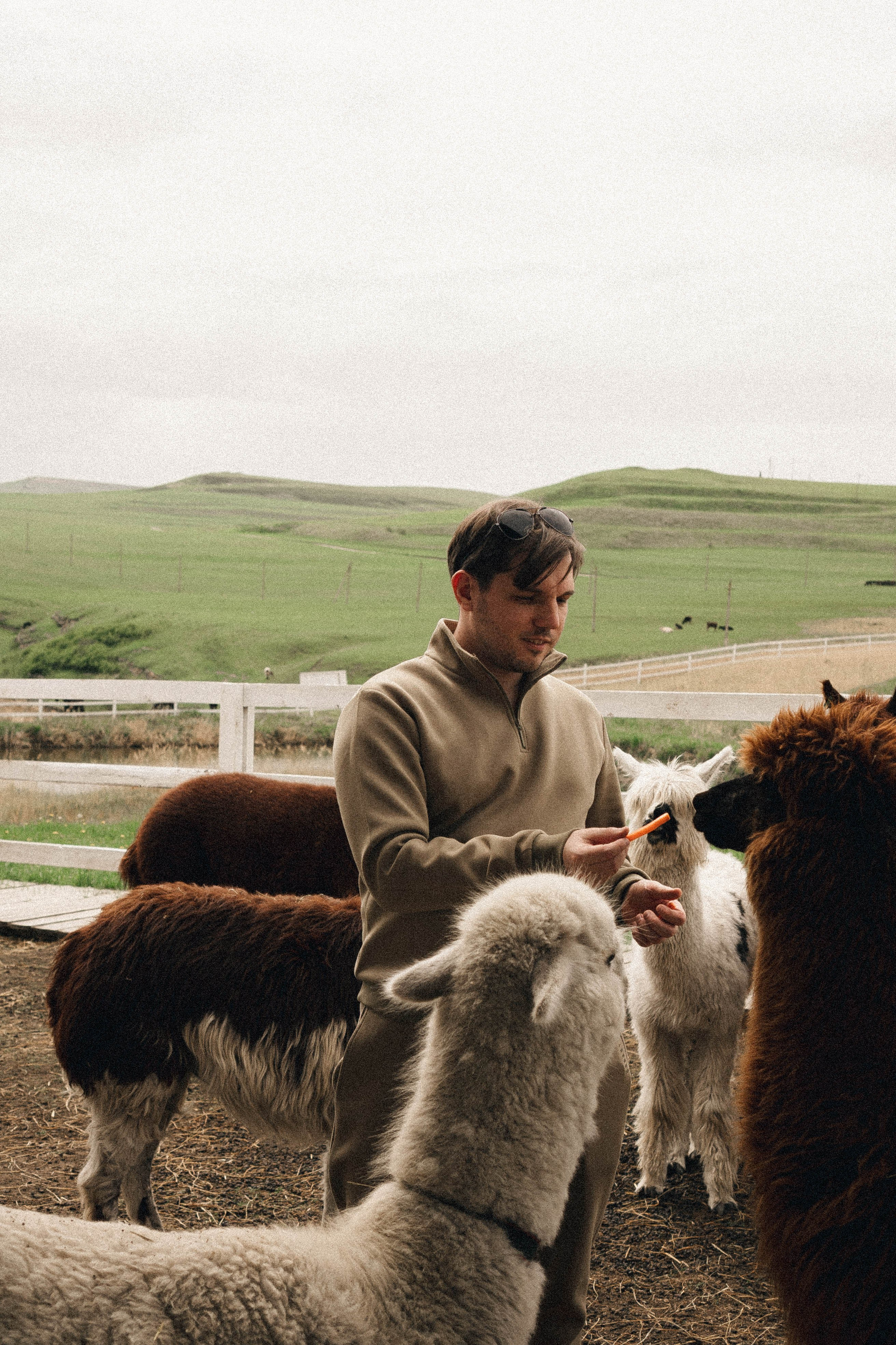 Ферма Альпак. Профессиональный фотограф, Санкт-Петербург — Виктория Богомолова