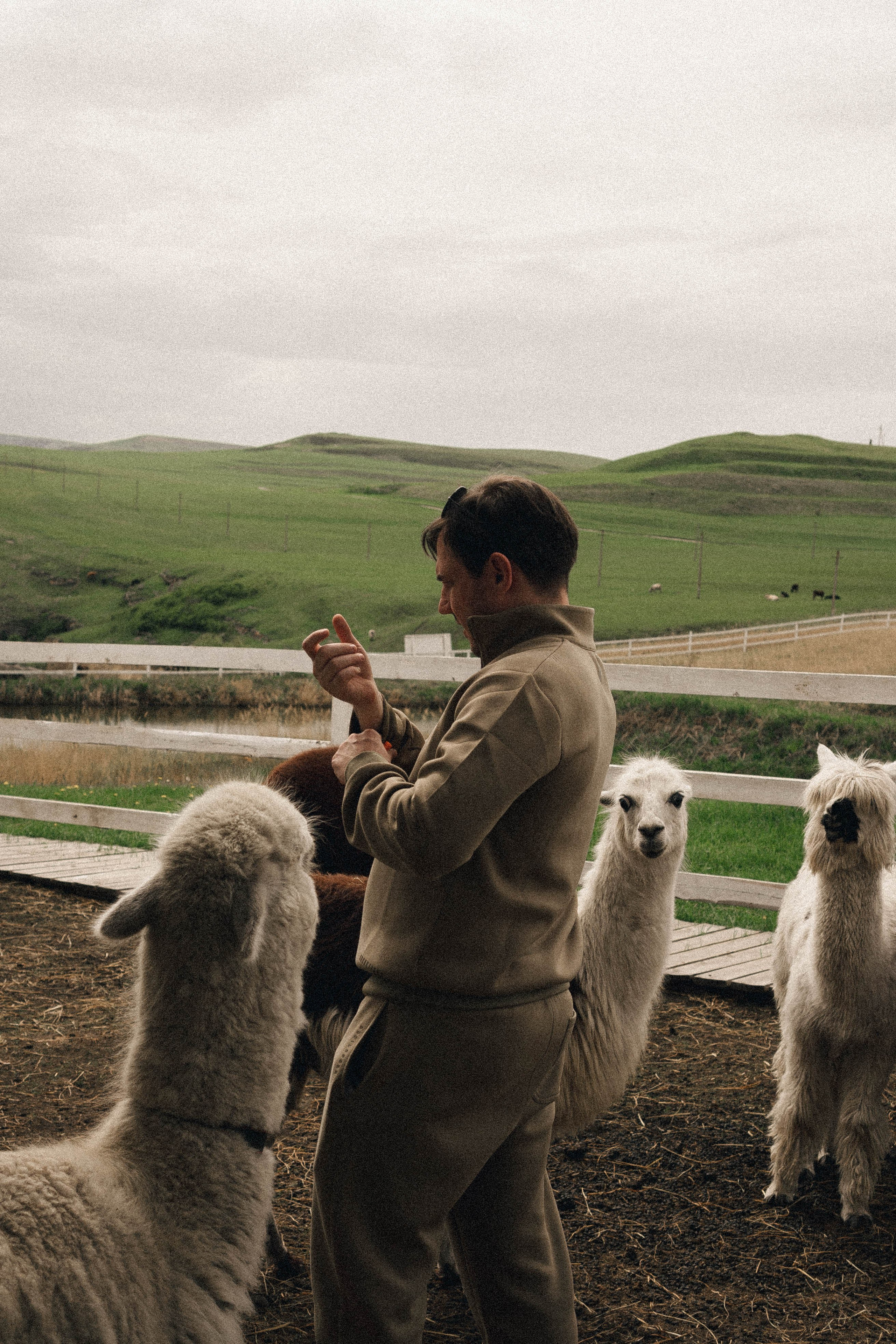 Ферма Альпак. Профессиональный фотограф, Санкт-Петербург — Виктория Богомолова