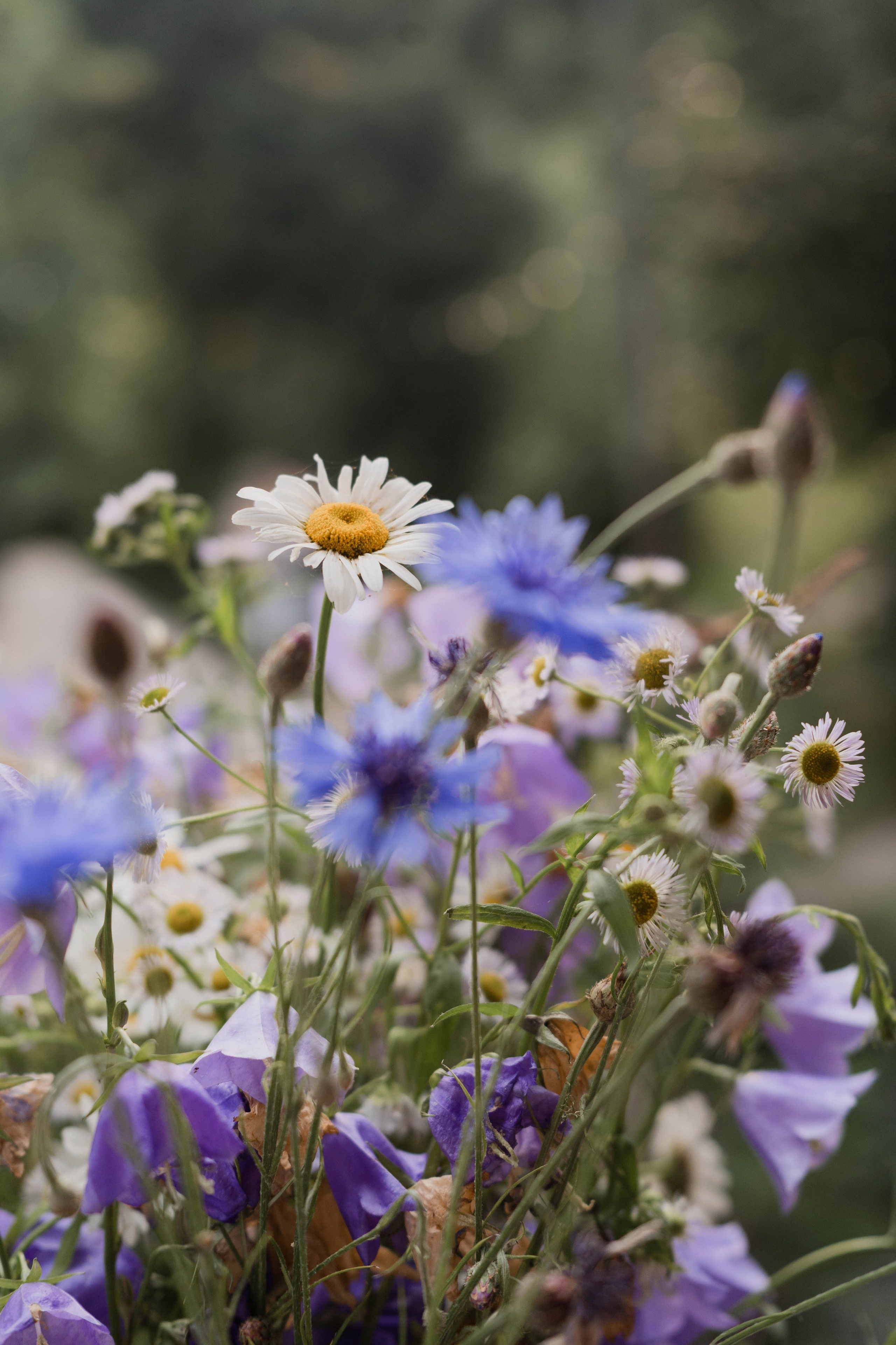 Семейные истории. ФОТОГРАФ КСЕНИЯ СОСНОВСКАЯ