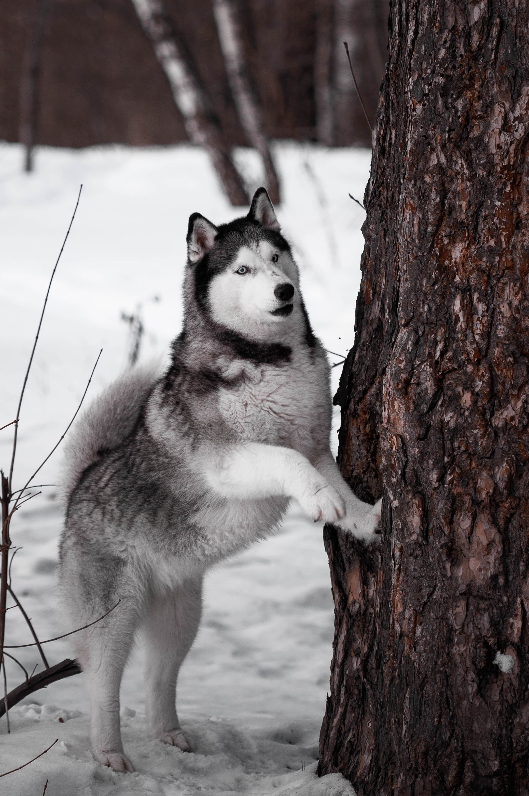 Шанель. Фотограф-анималист