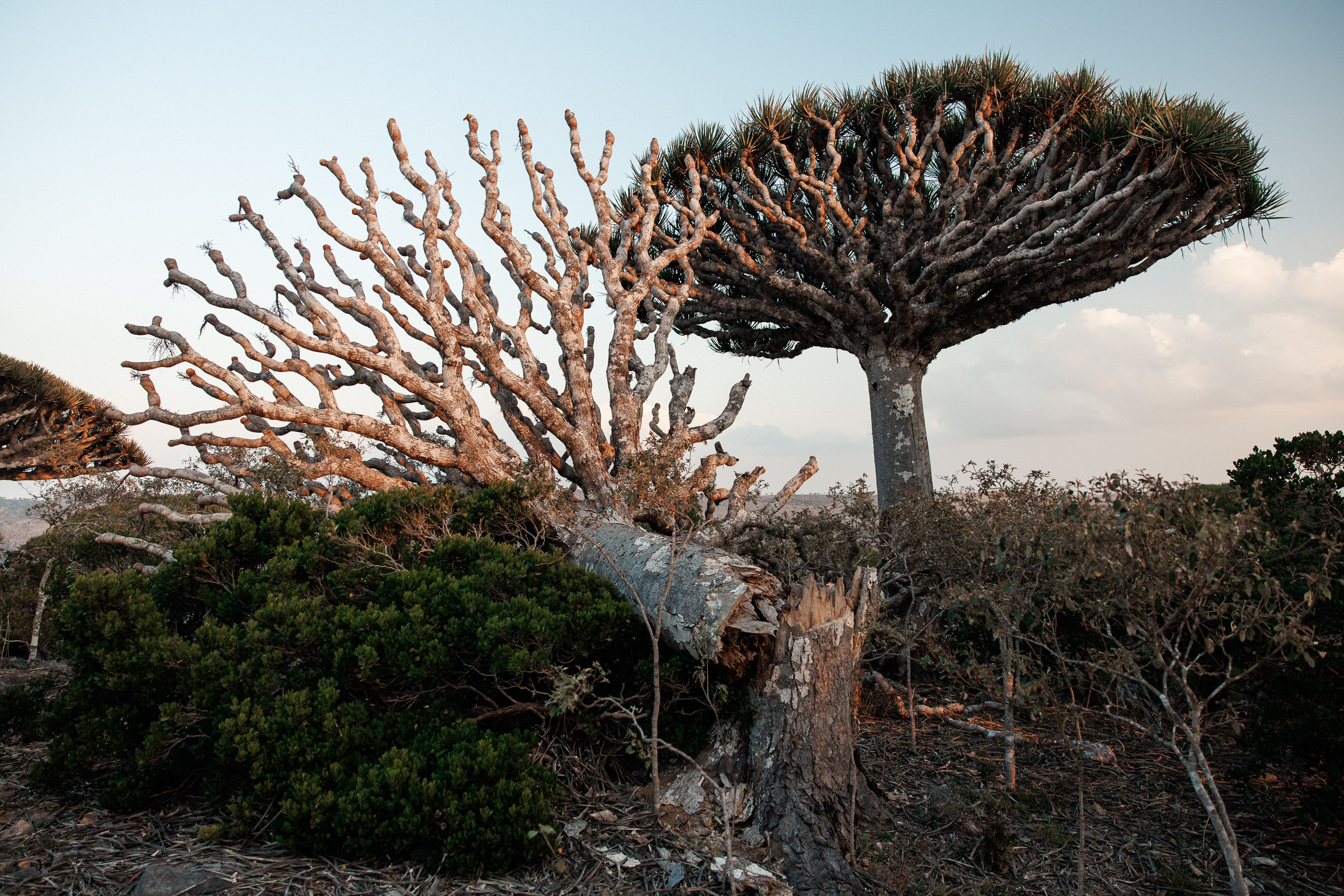 Socotra