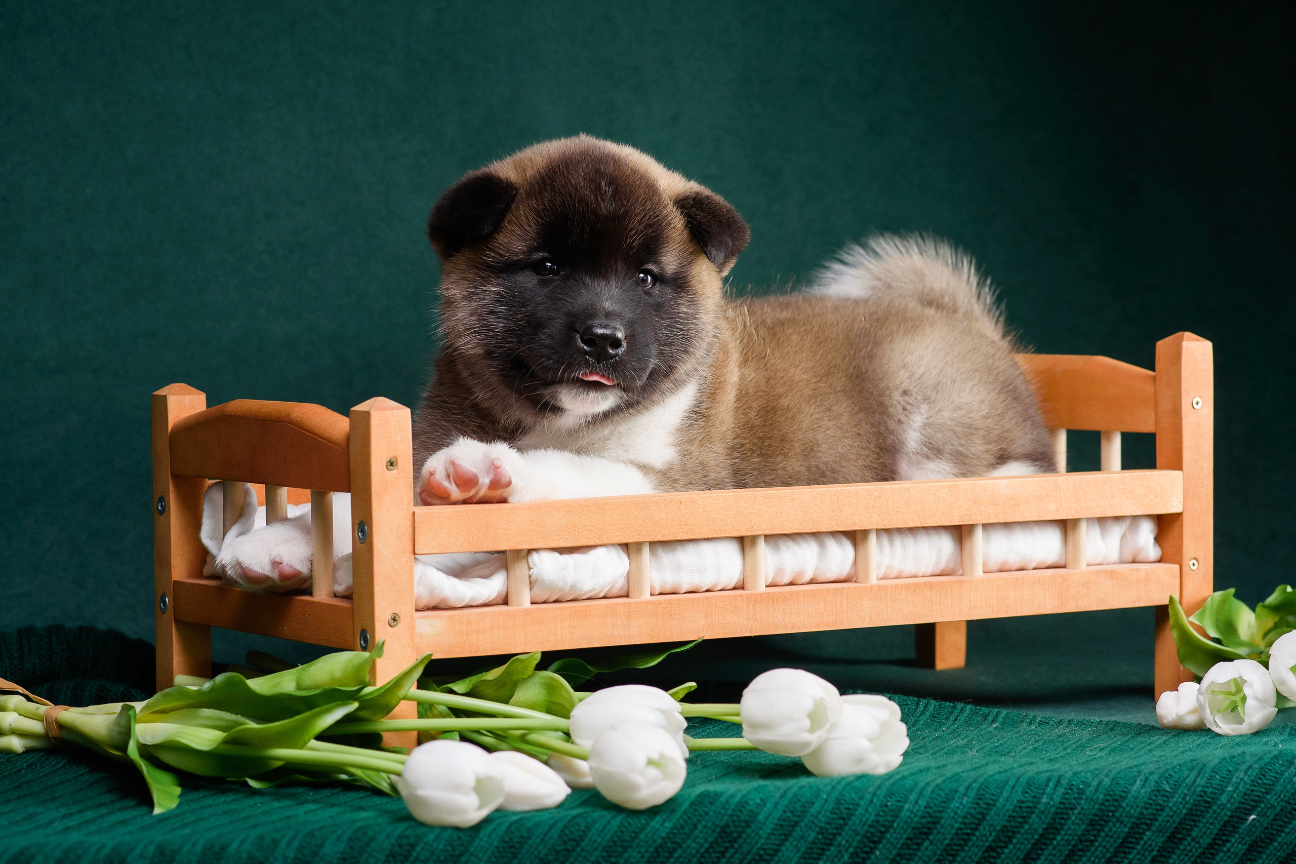 Щенки Американской Акиты. Фотограф — Анималист | Анна Абрамова