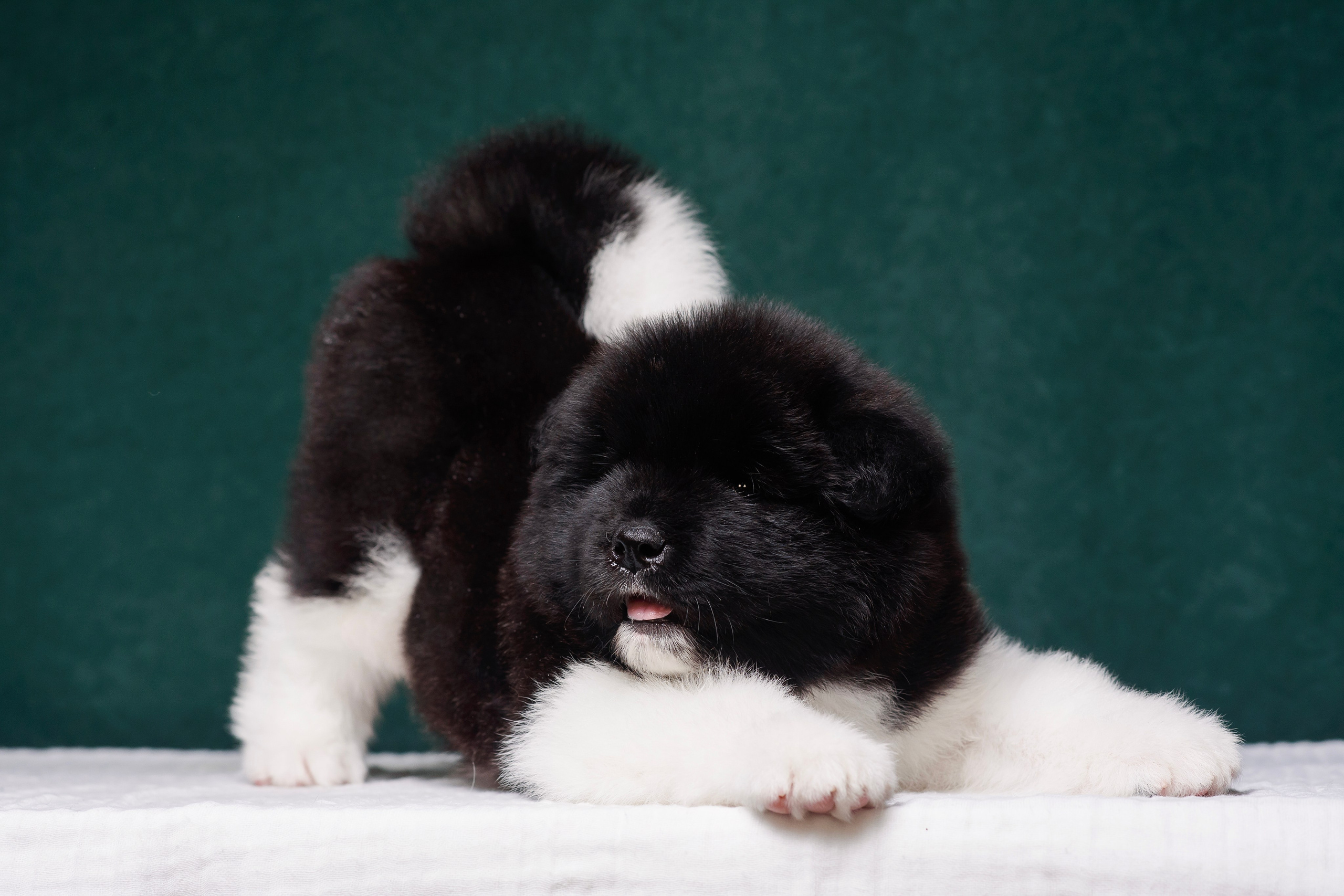 Щенки Американской Акиты. Фотограф — Анималист | Анна Абрамова