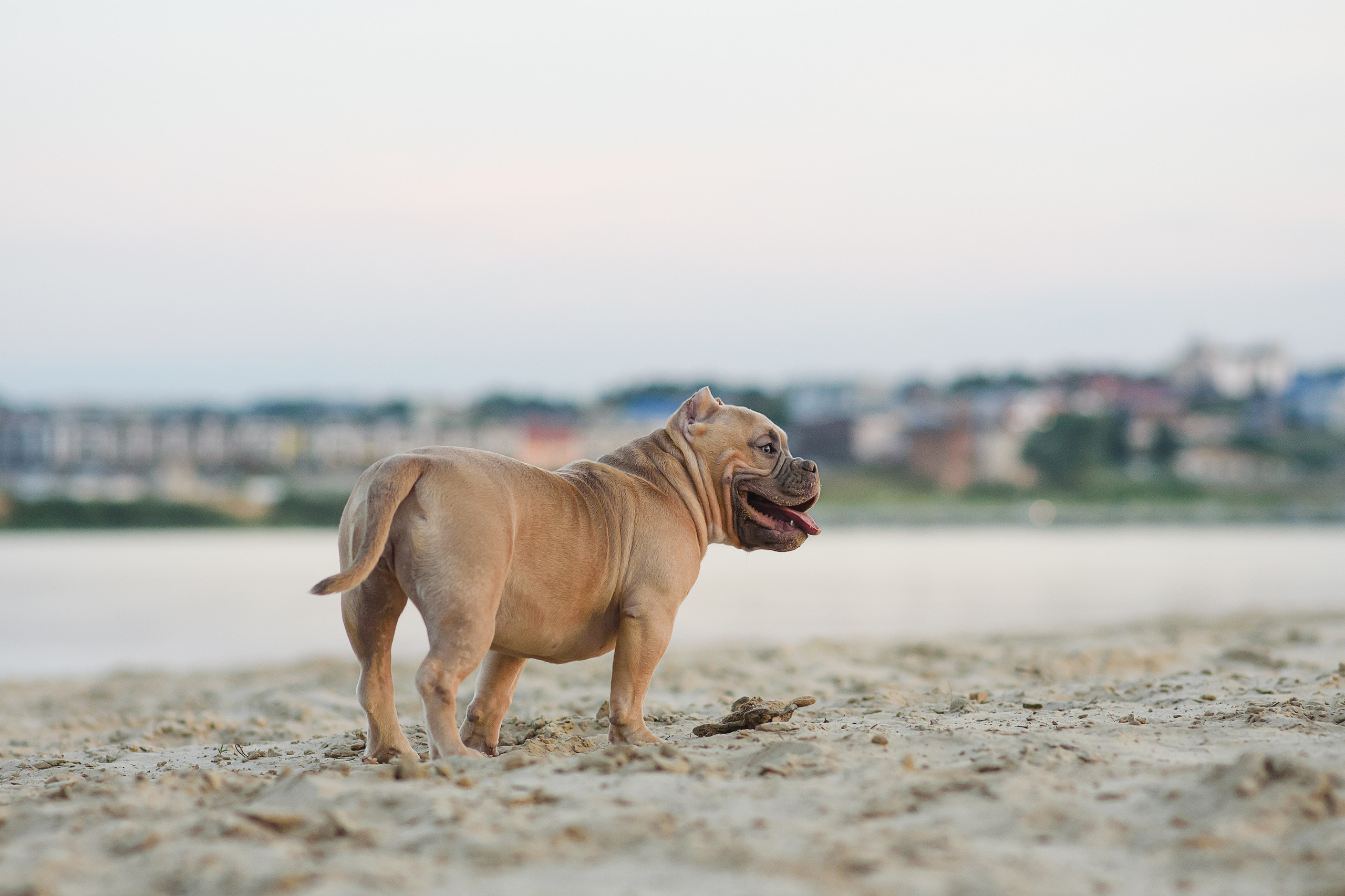 Аляска — Амбулли — 23.08.2024. Фотограф — Анималист | Анна Абрамова